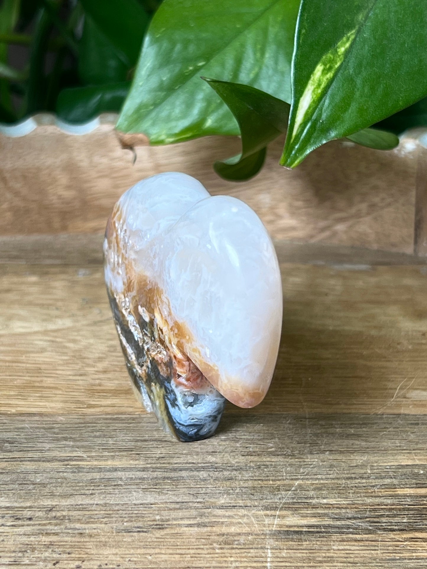 Rainbow Plume Agate Buffalo