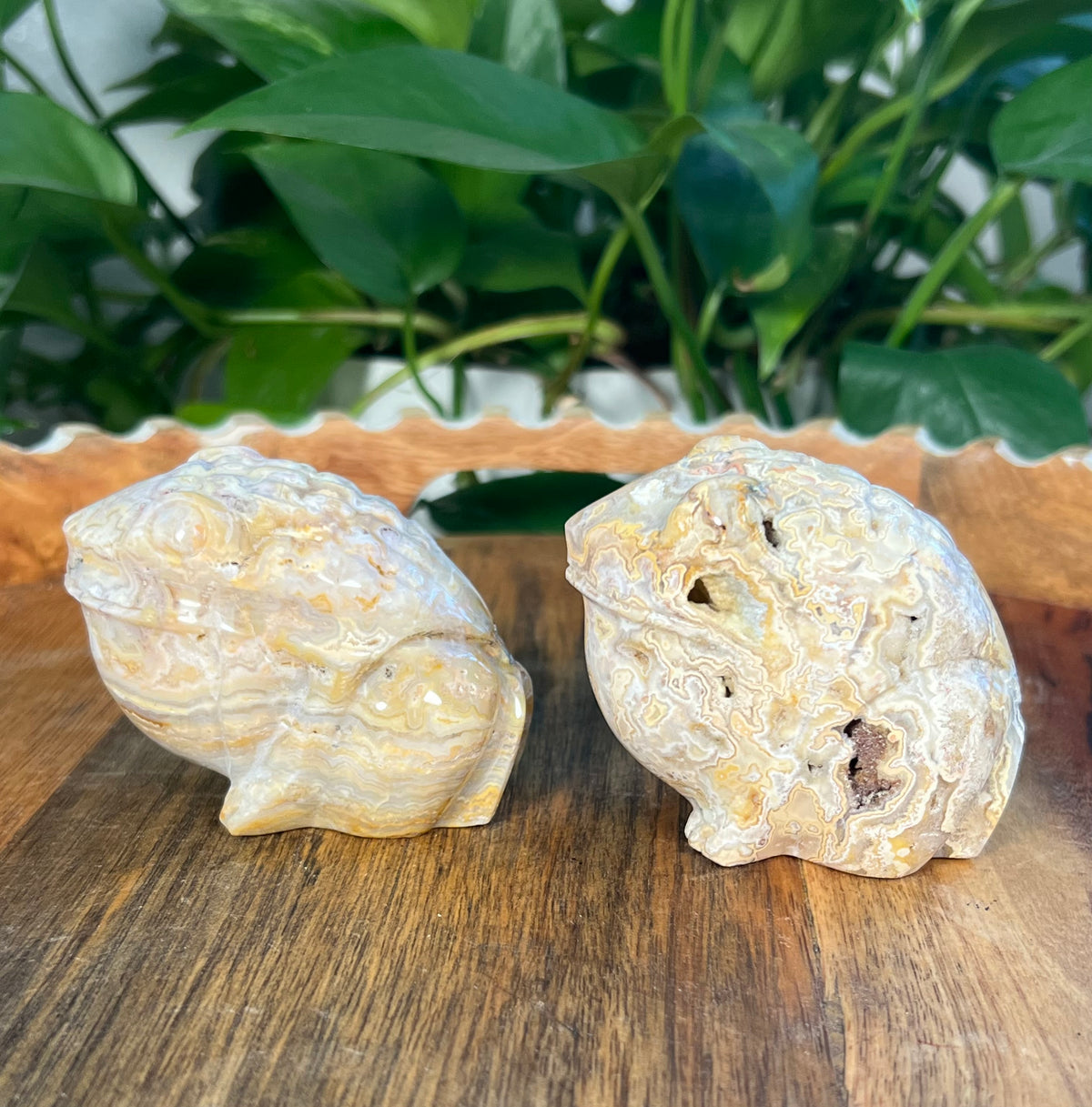 Yellow Crazy Lace Agate Frogs