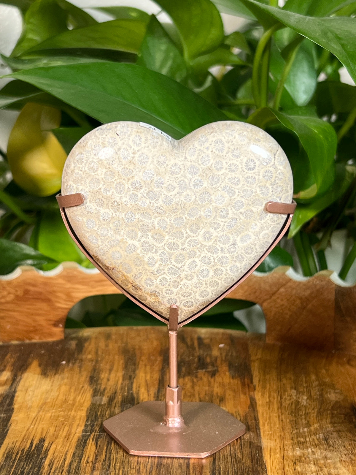 Fossil Coral Hearts
