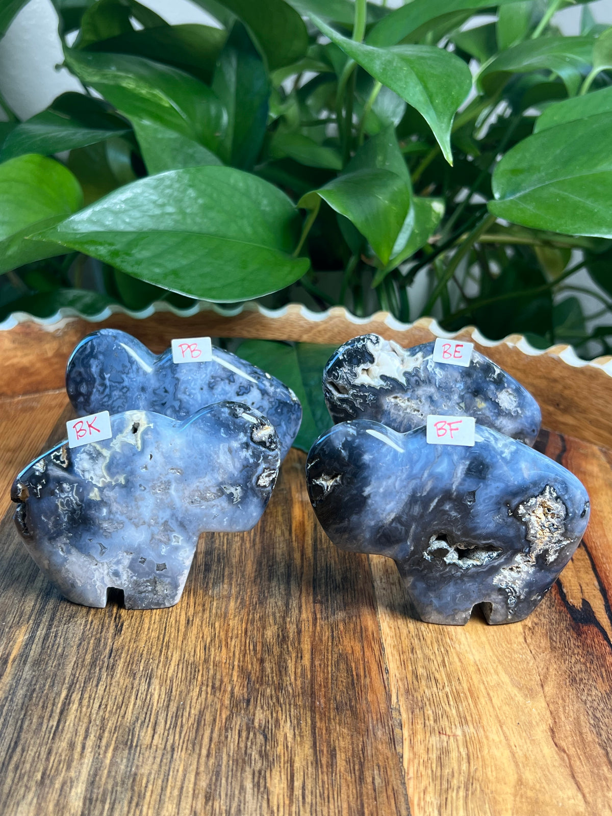 Blue Plume Agate Buffalos
