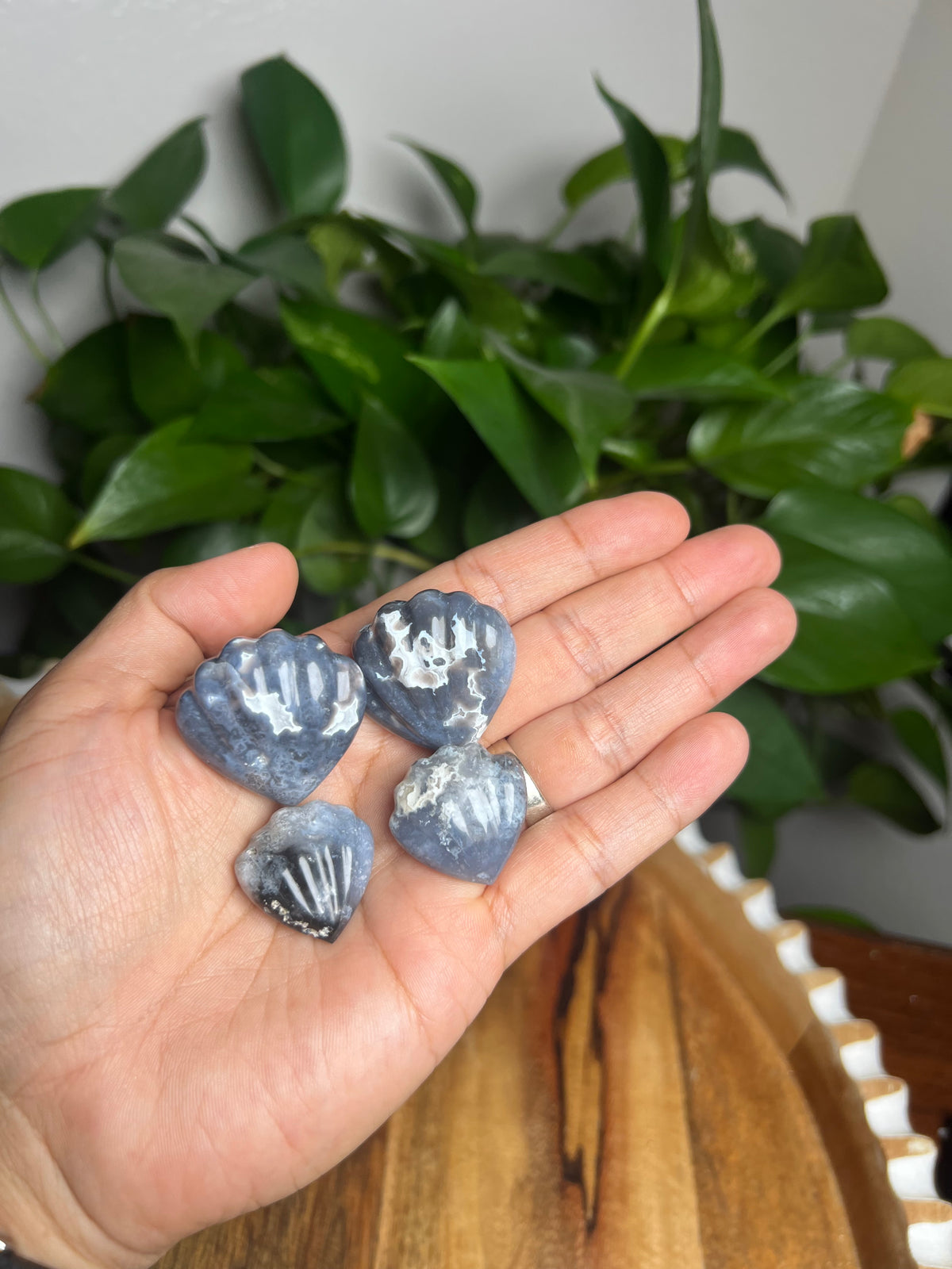 Blue Plume Agate Shells
