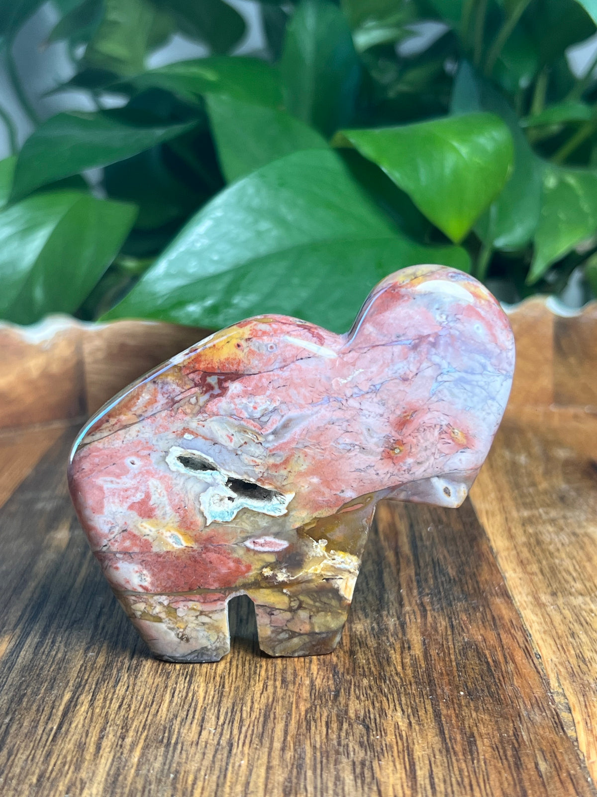River Jasper Buffalo: RS