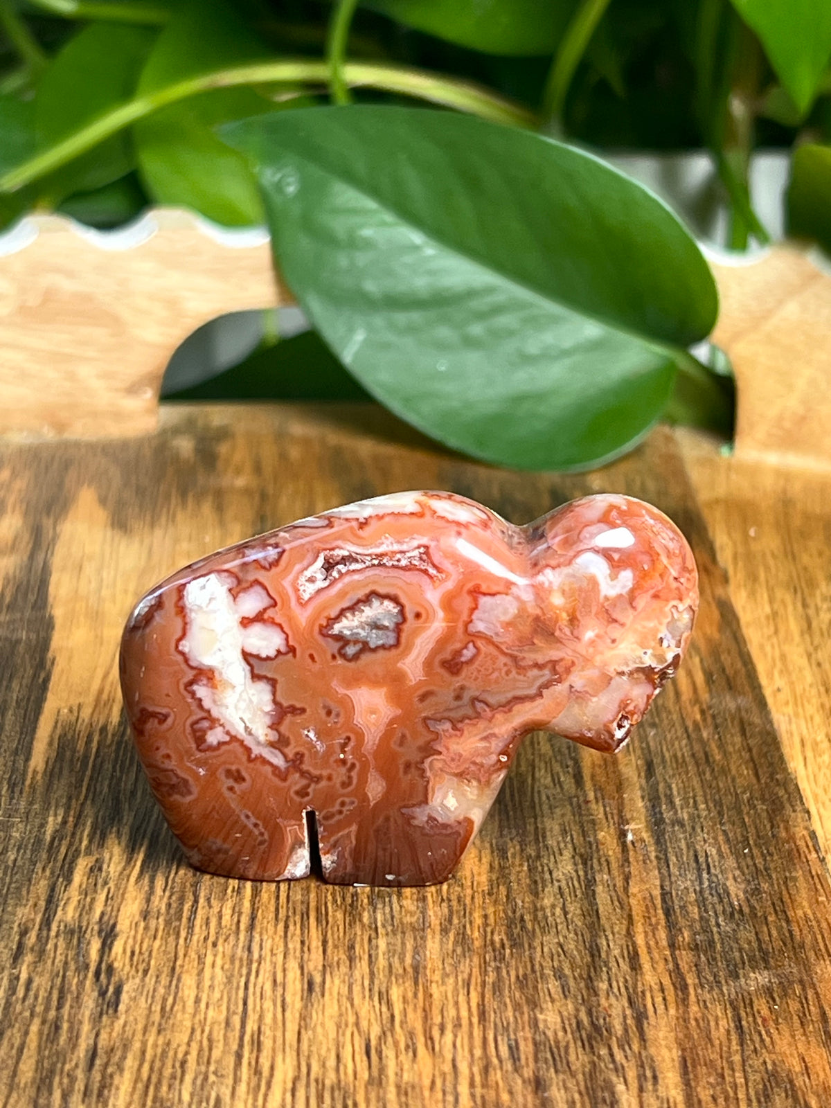 Carnelian Mini Buffalo: BE