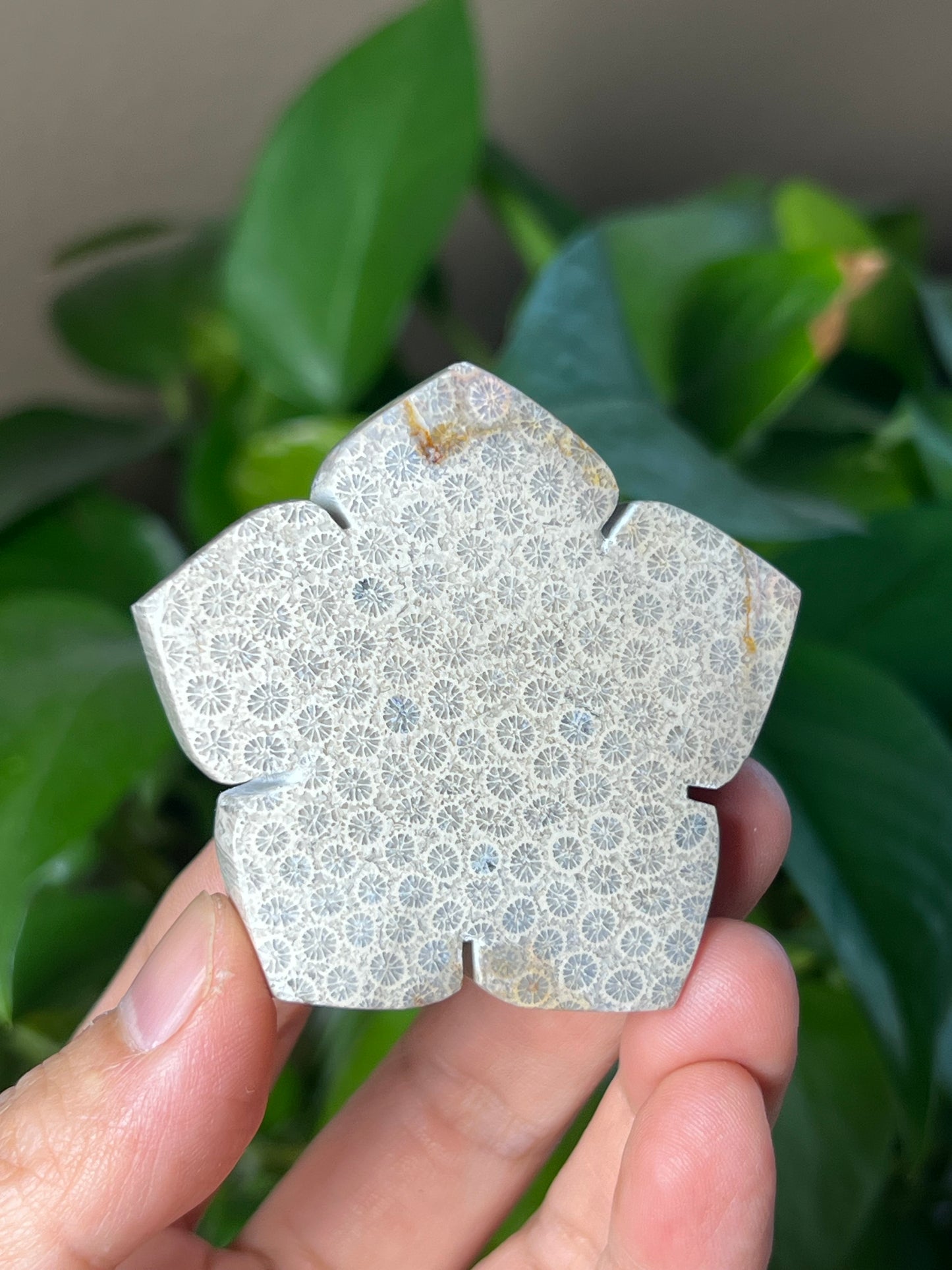 Fossil Coral Flower
