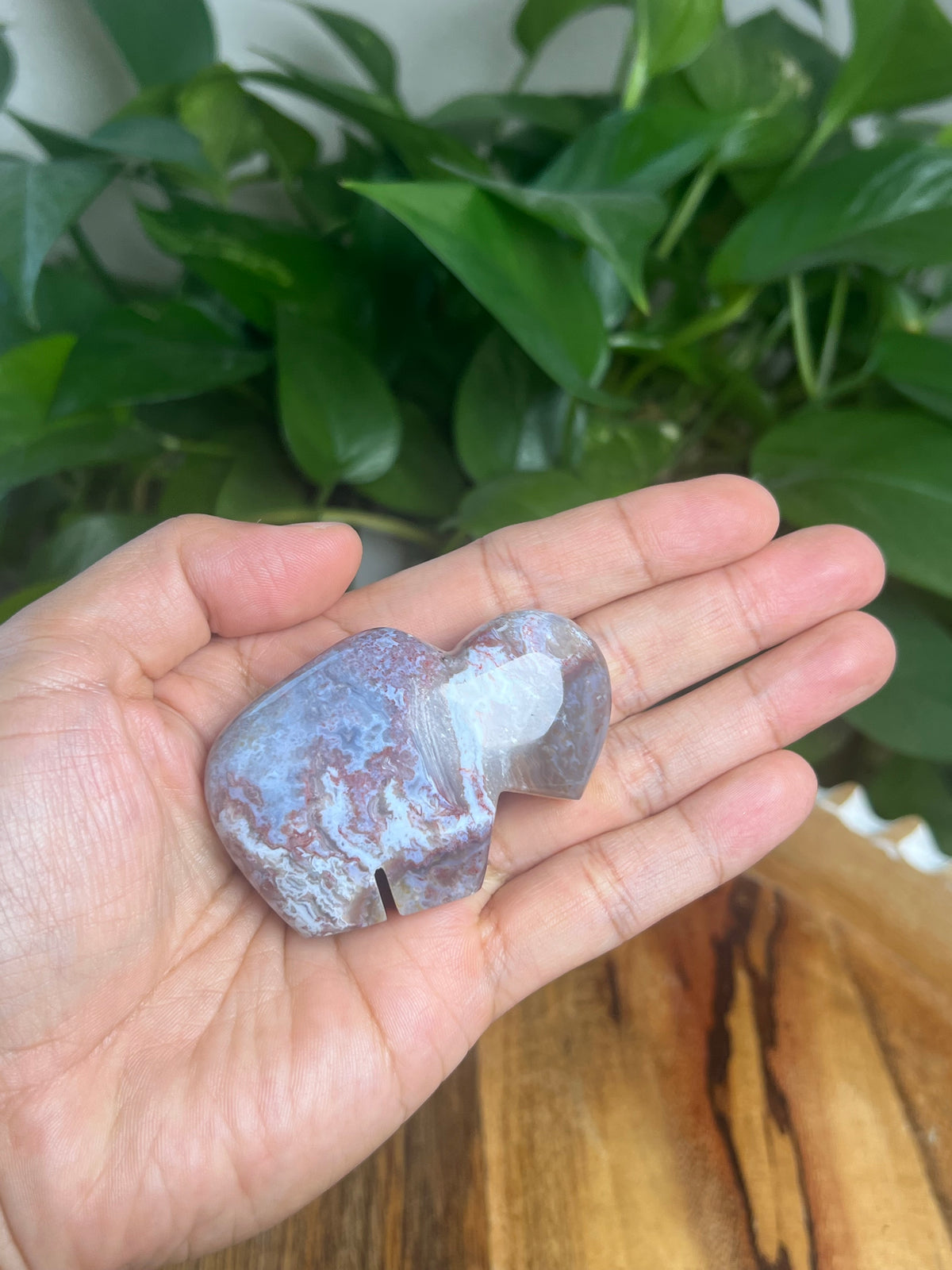 Sumatra Plume Agate Mini Buffalo: DQ