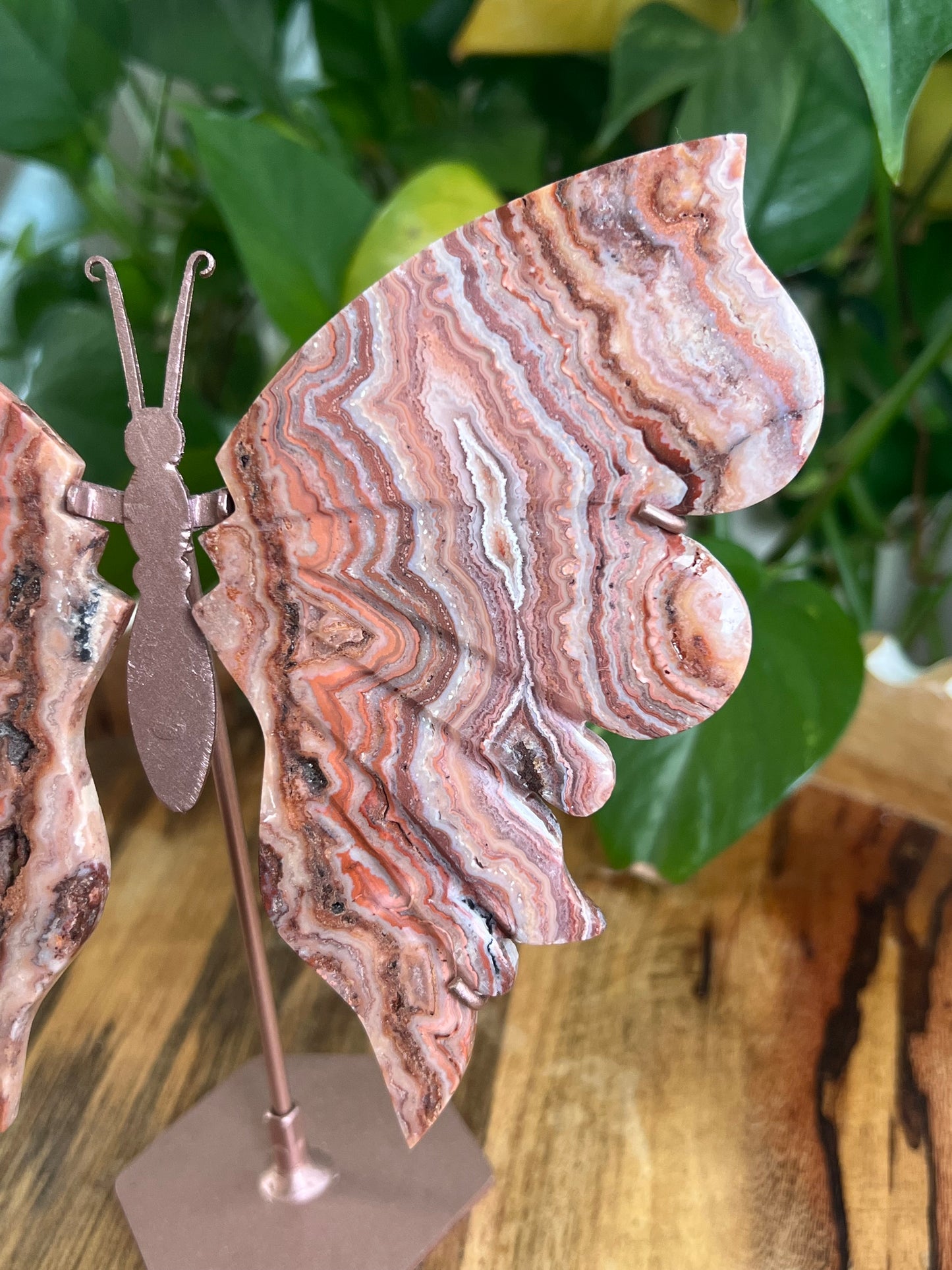 Pink Crazy Lace Agate Wings BF