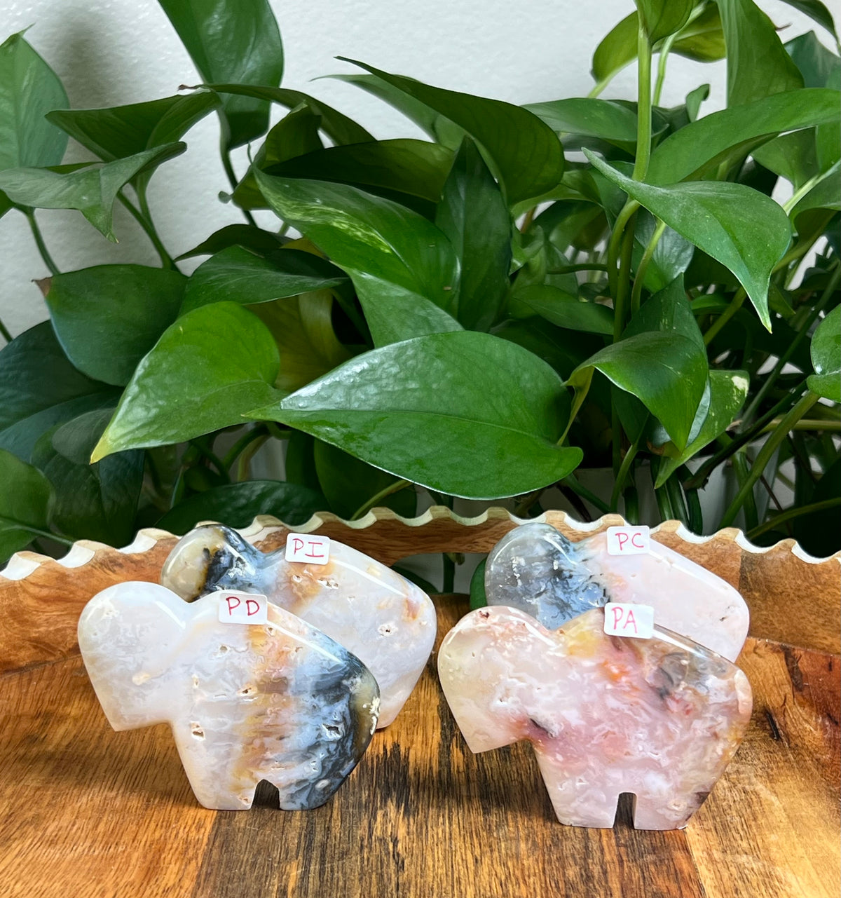 Rainbow Plume Agate Buffalos