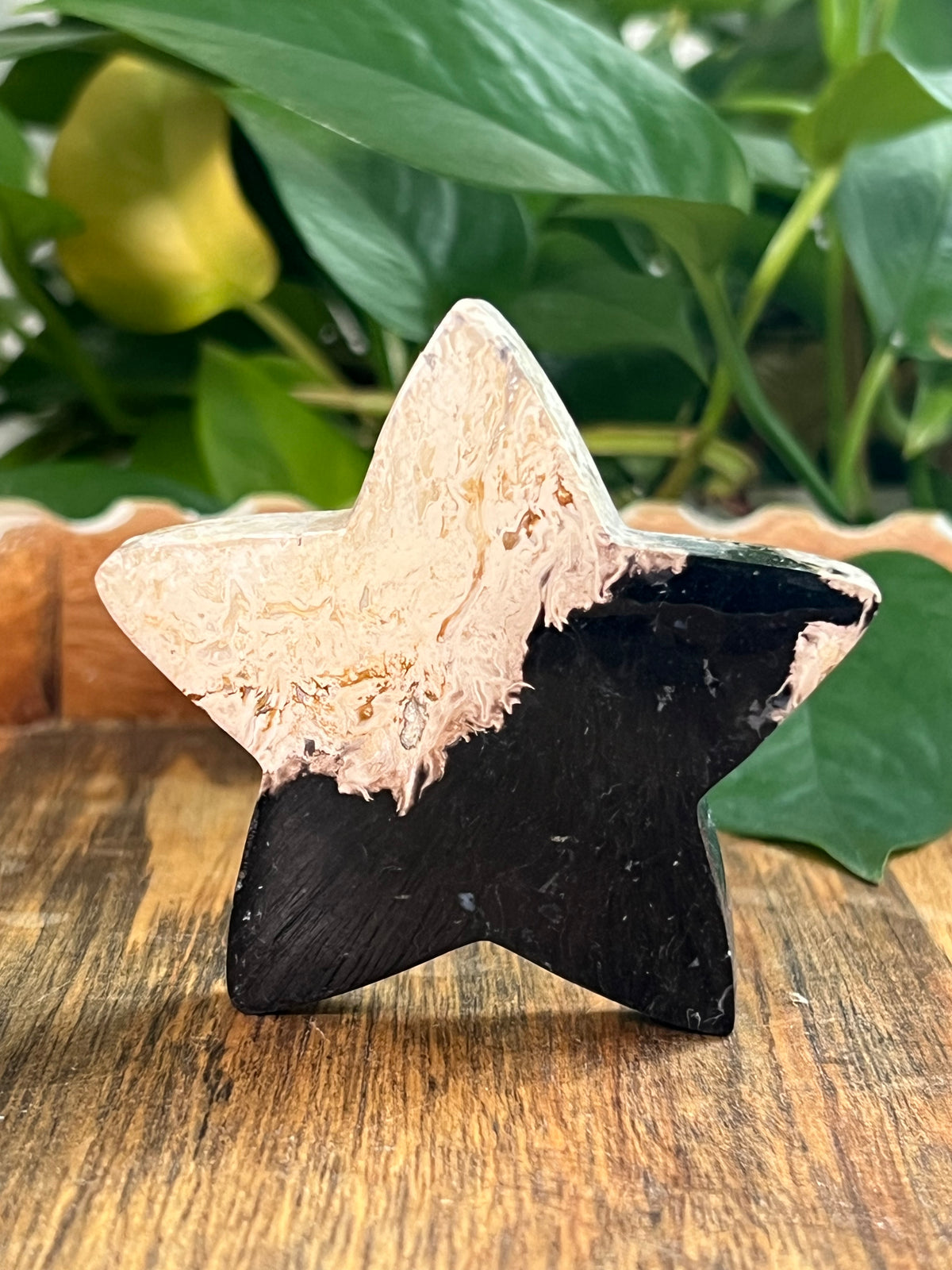 Palm Root Small Self Standing Stars