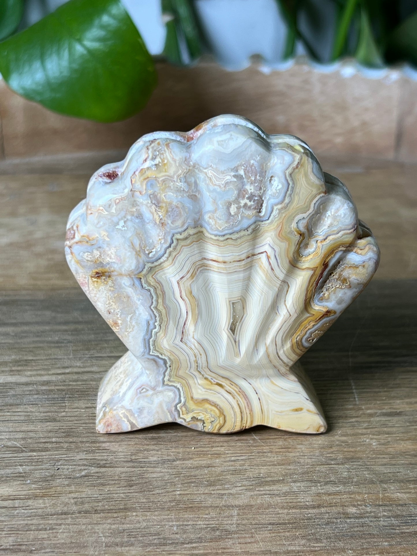 Crazy Lace Agate Shell