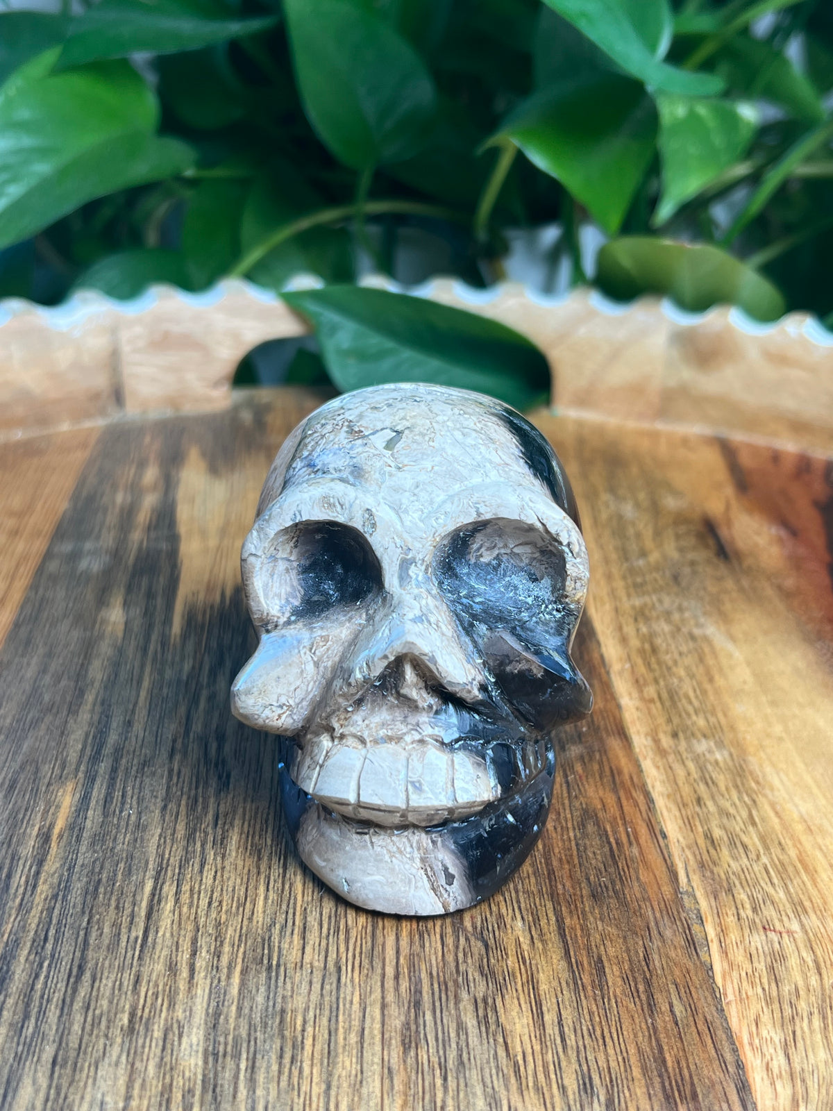 Palm Root Skull: ZL