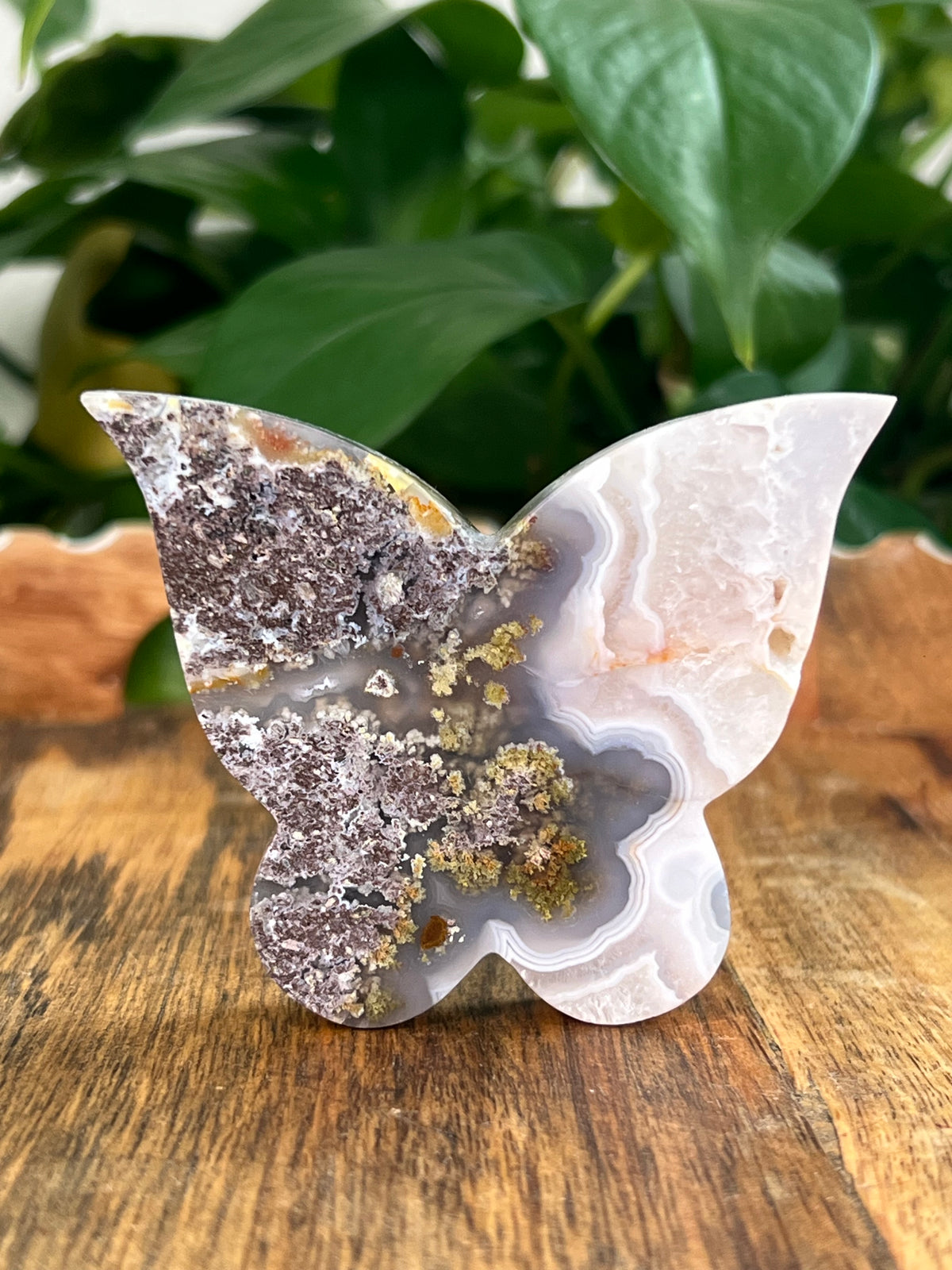 Scenic Moss Agate Butterfly: NS