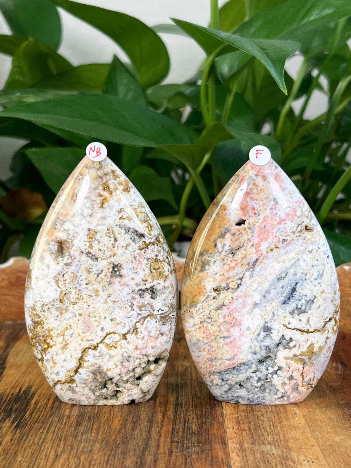 Sea Jasper Flames