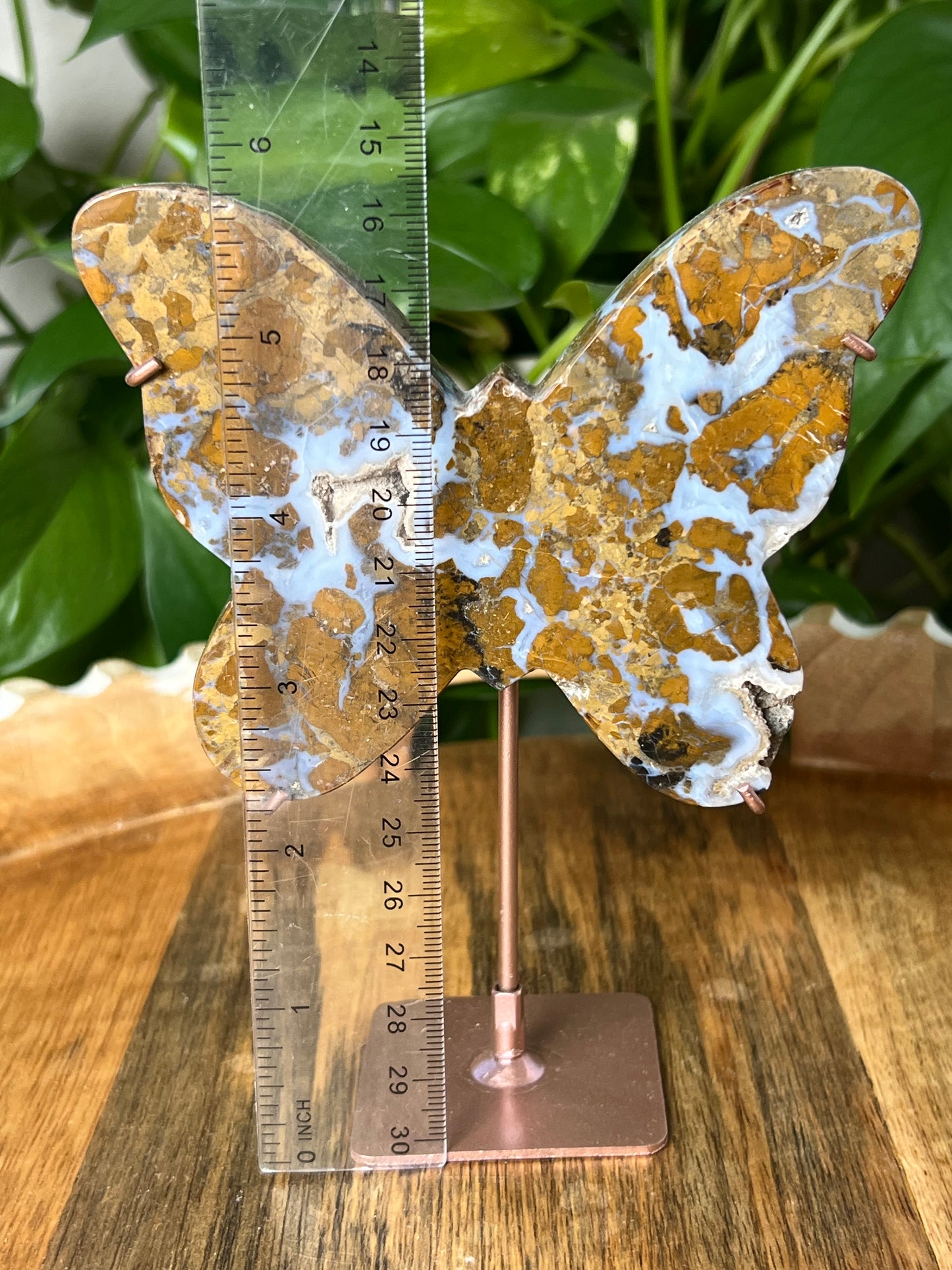 Brecciated Jasper Butterfly