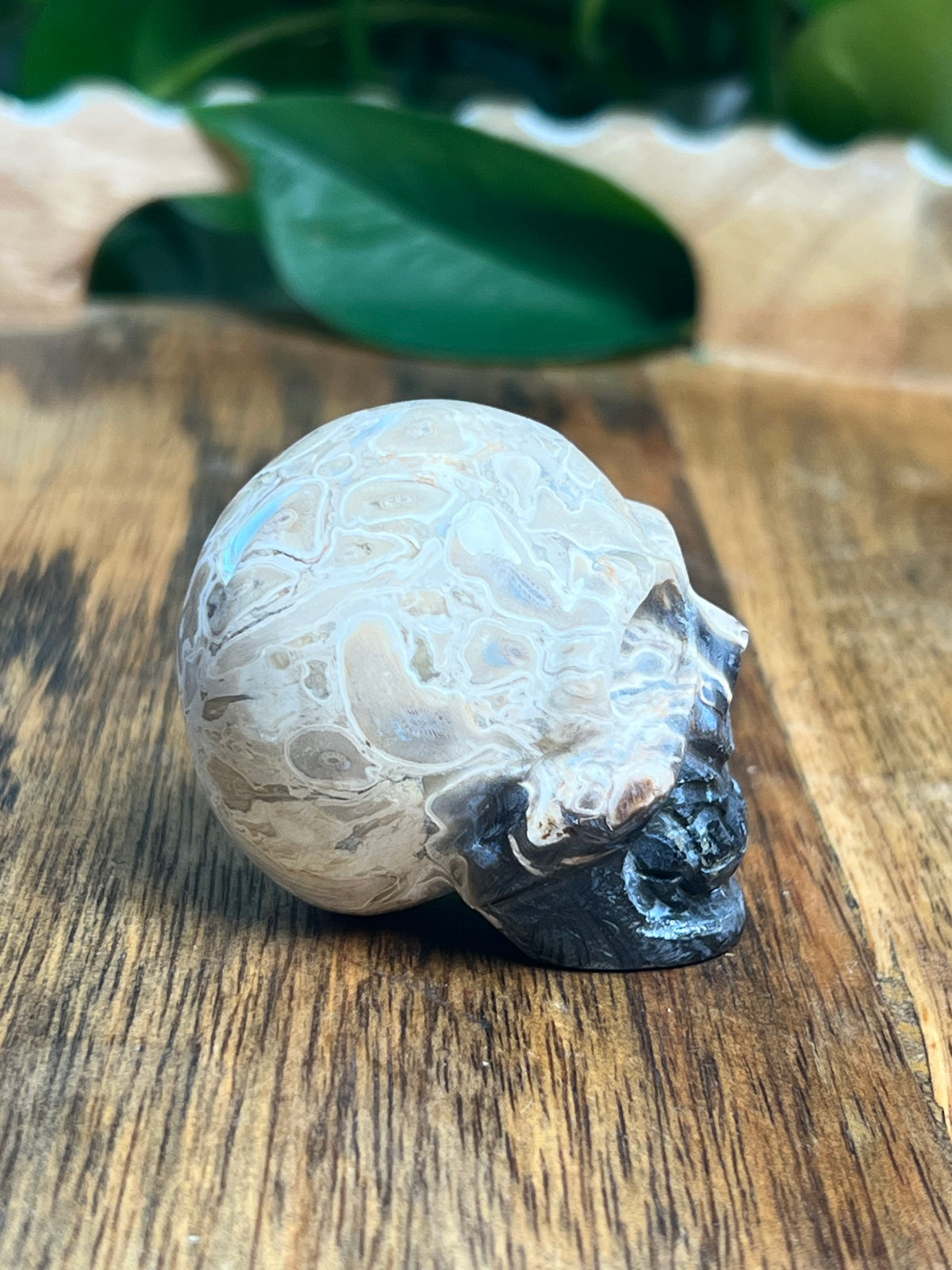 Palm Root Mini Skull: NB