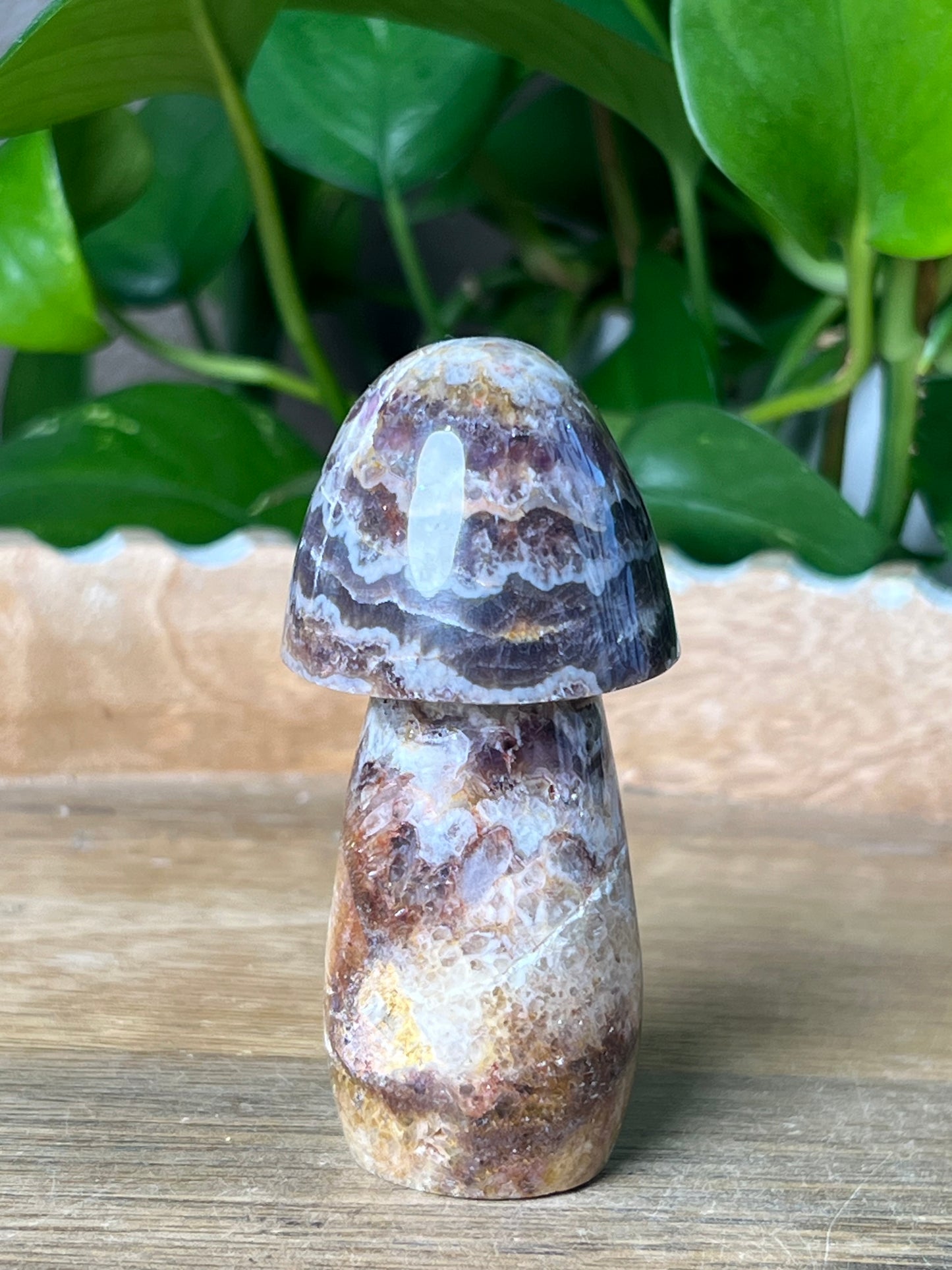 Indonesian Amethyst Mushroom: TC