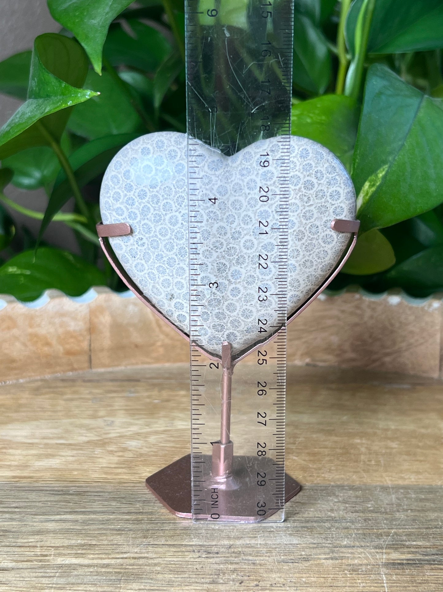 Fossil Coral Heart