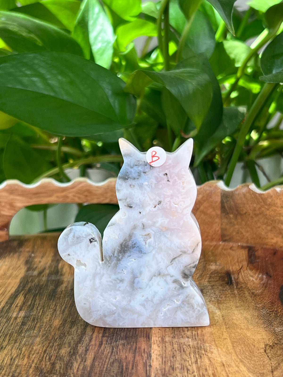 Rainbow Plume Agate Cats