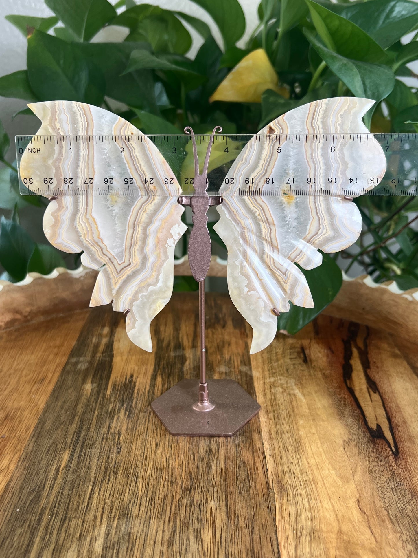 Yellow Crazy Lace Agate Wings Q