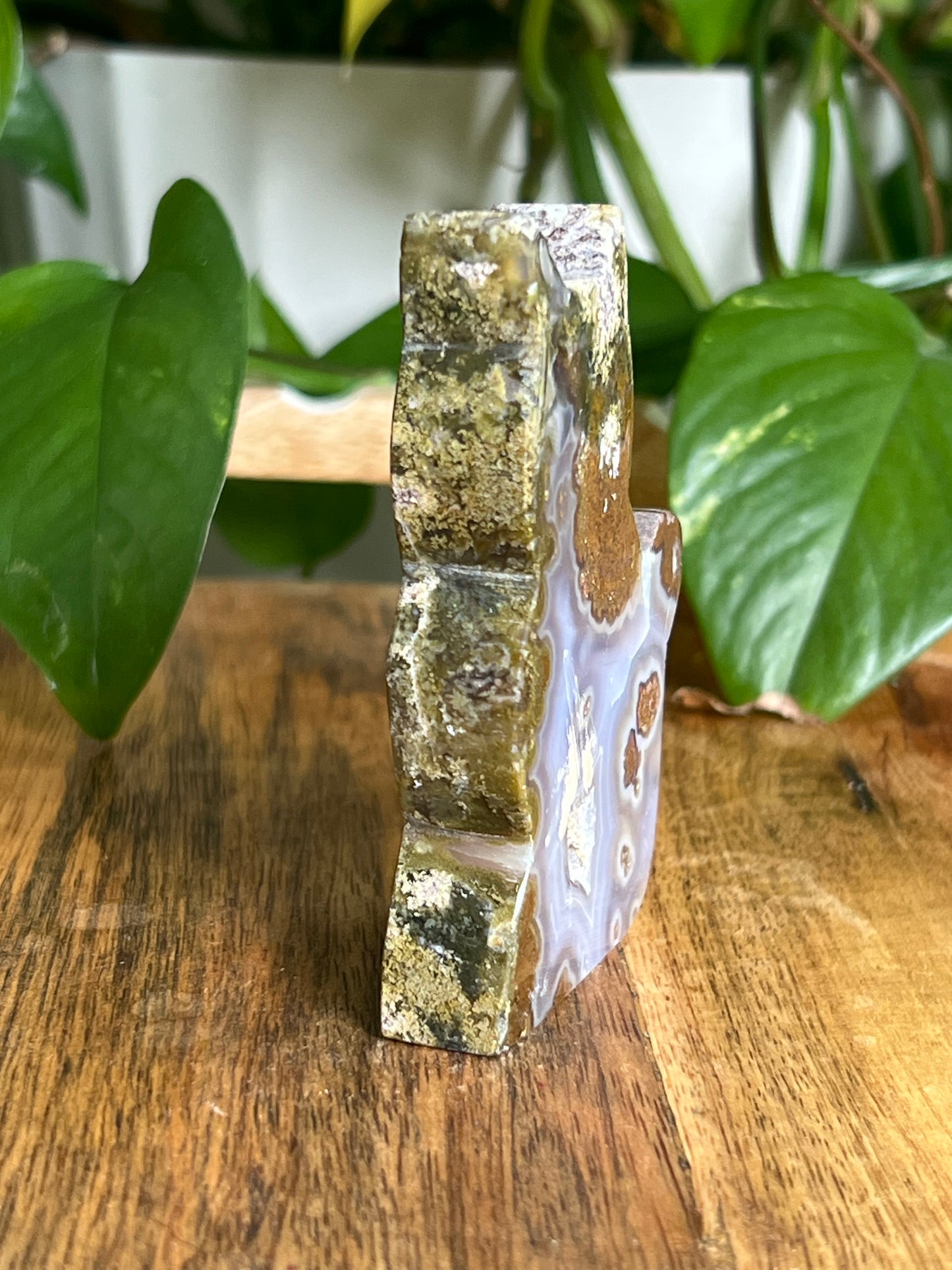 Scenic Moss Agate Cat HS