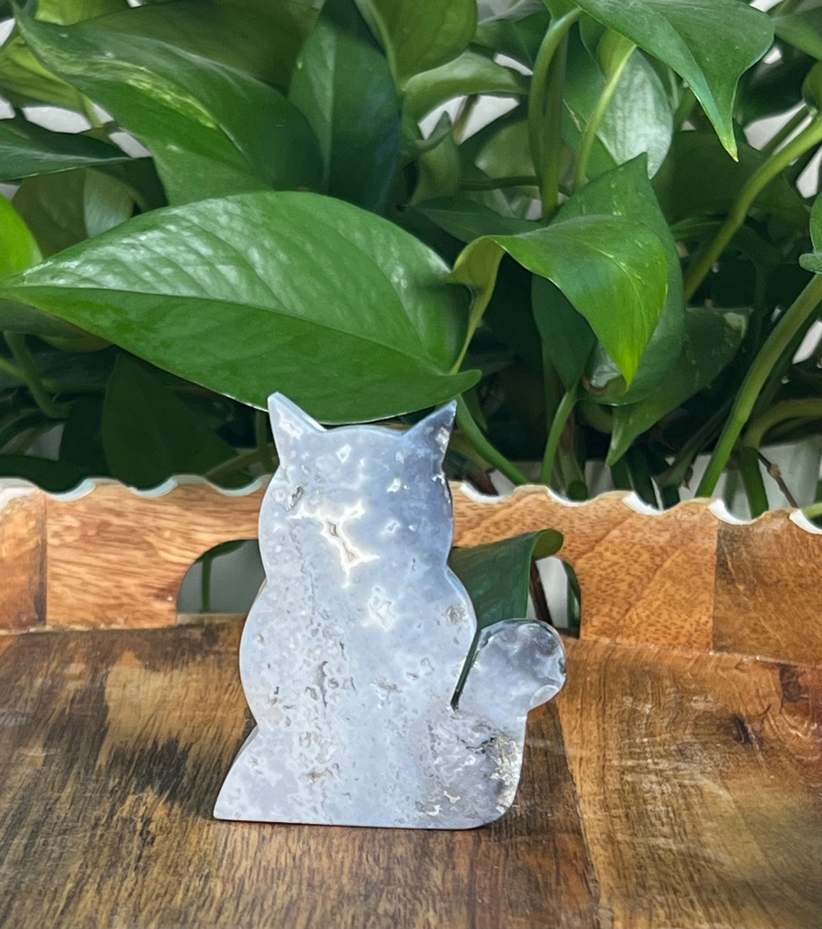 Blue Plume Agate Cats