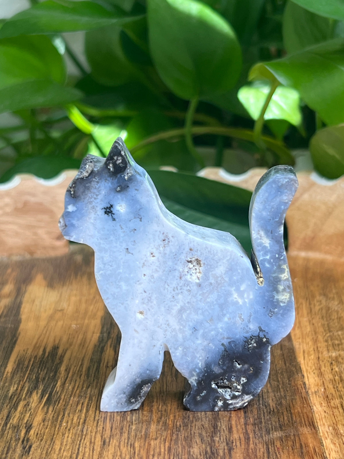 Blue Plume Agate Cat: AC