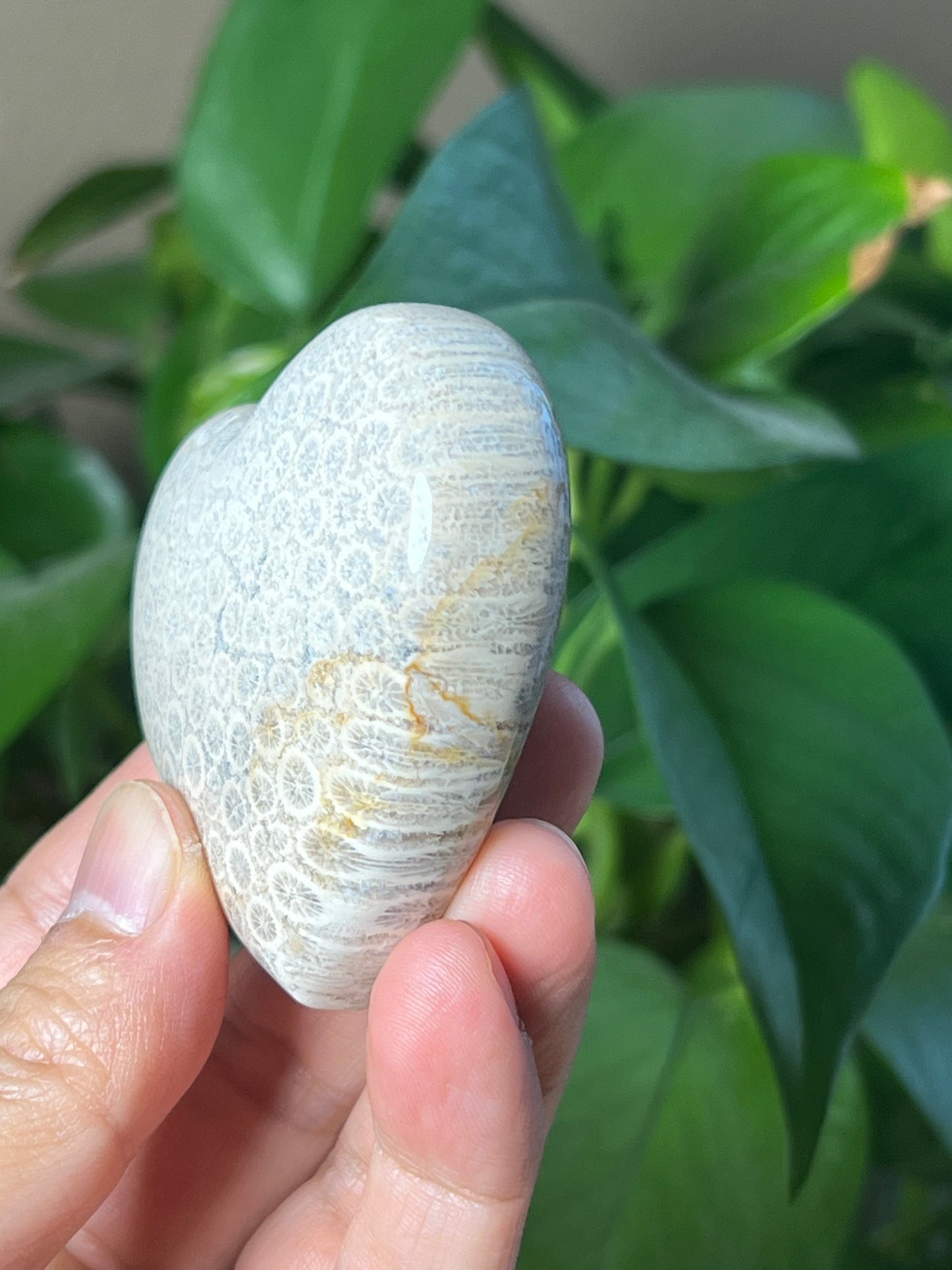 Fossil Coral Heart