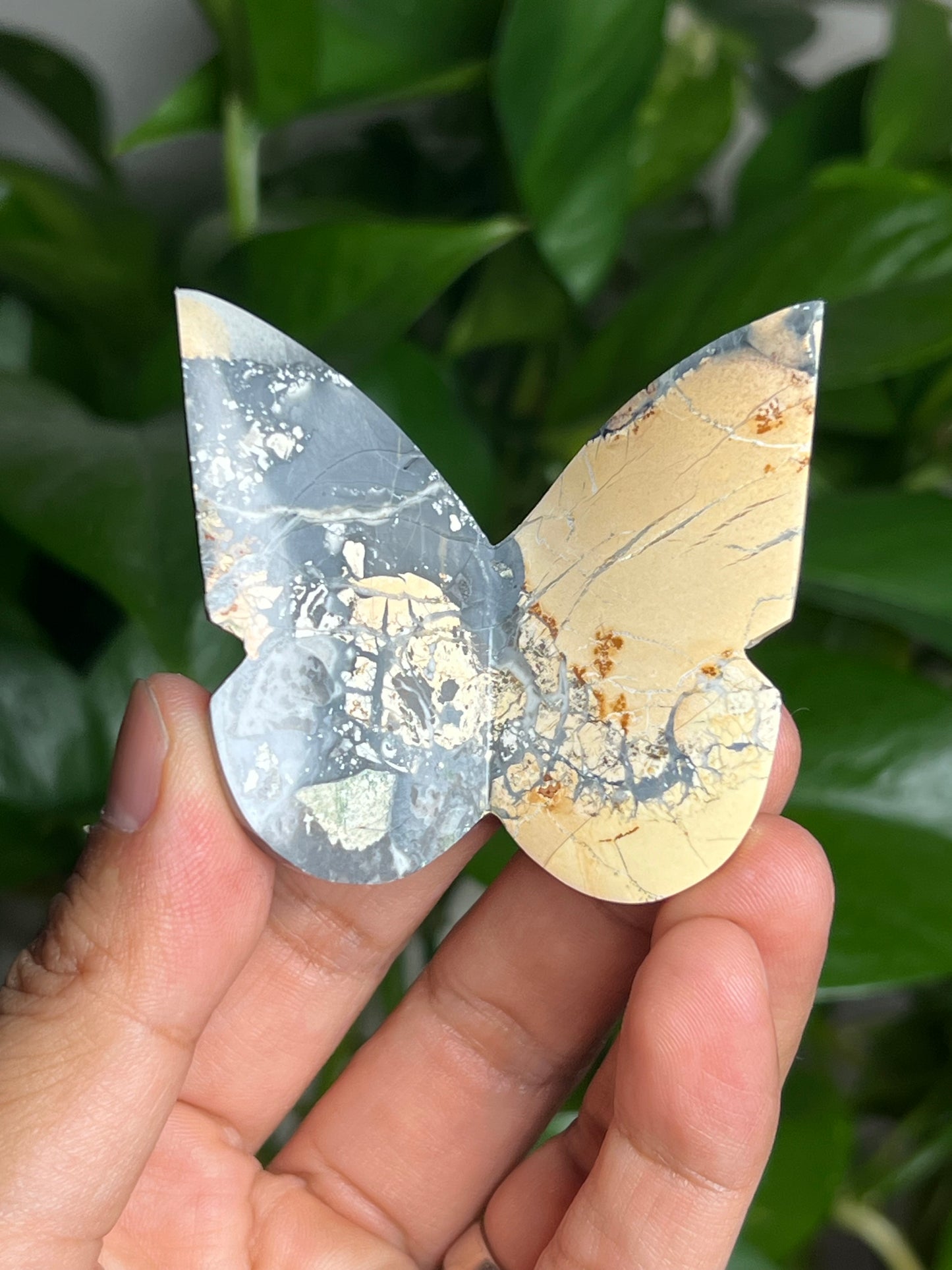 Maligano 3D Butterfly: AM