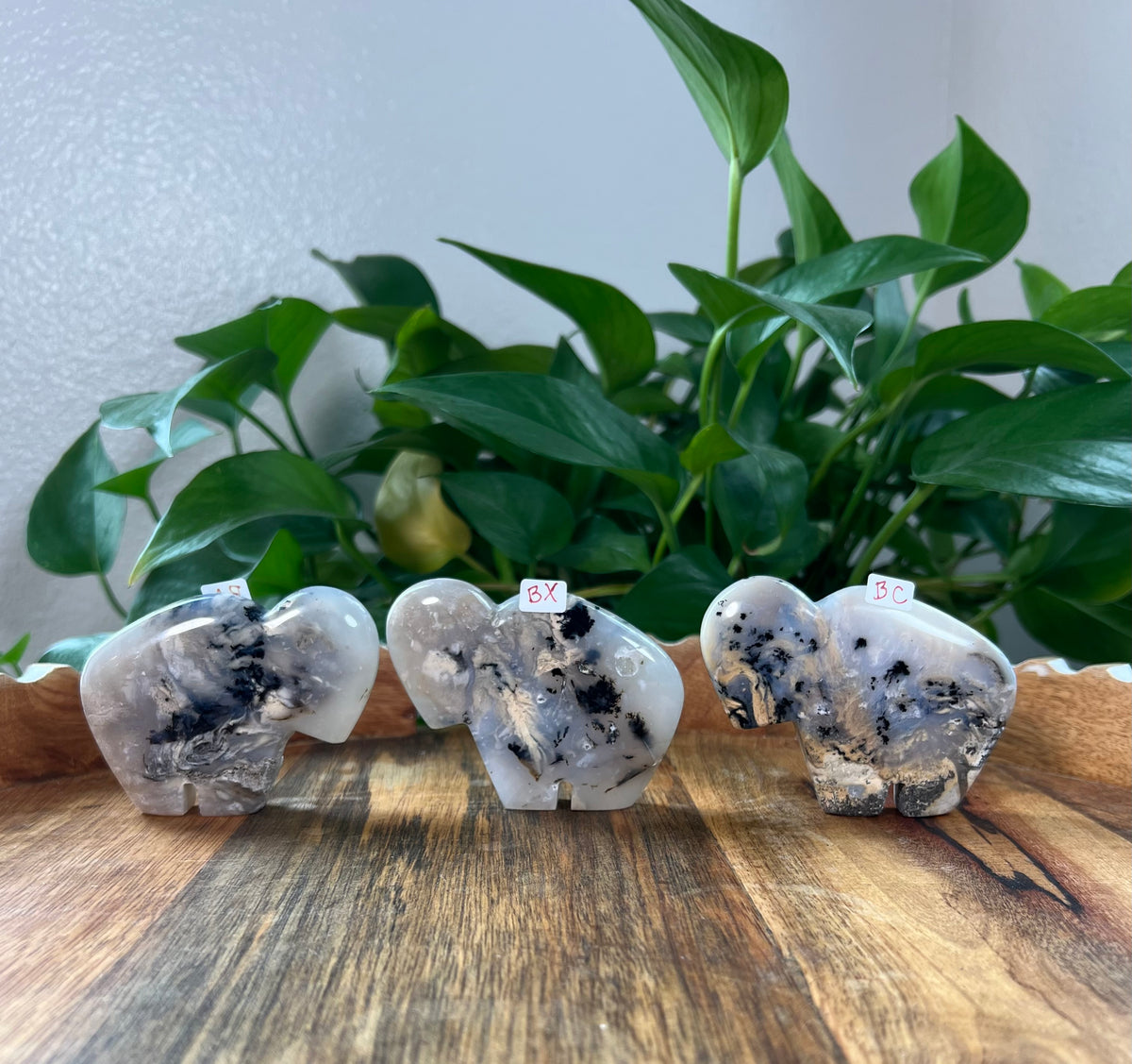 Dendritic Tiger Agate Buffalos