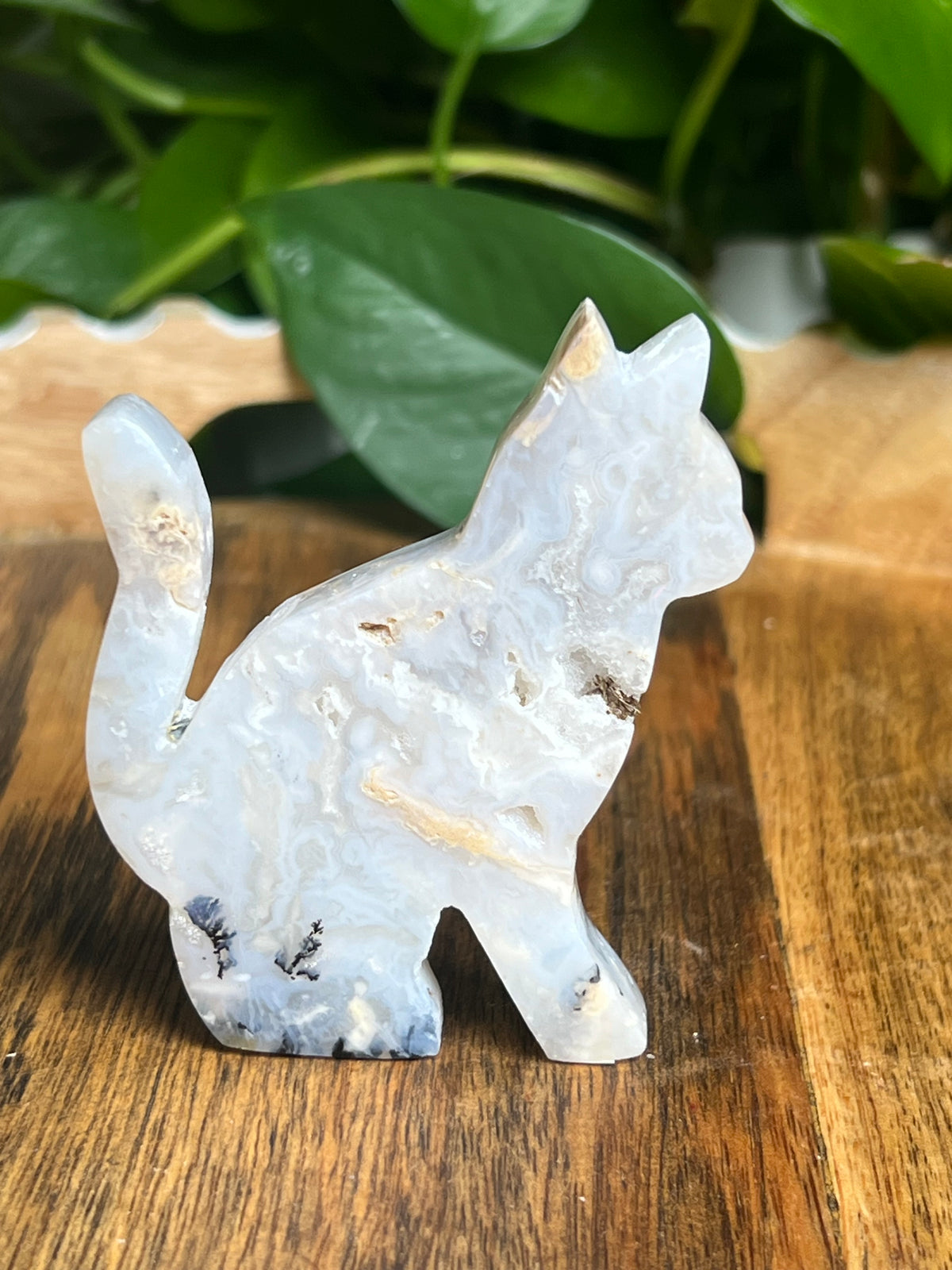 Dendritic Tiger Agate Cat: PA