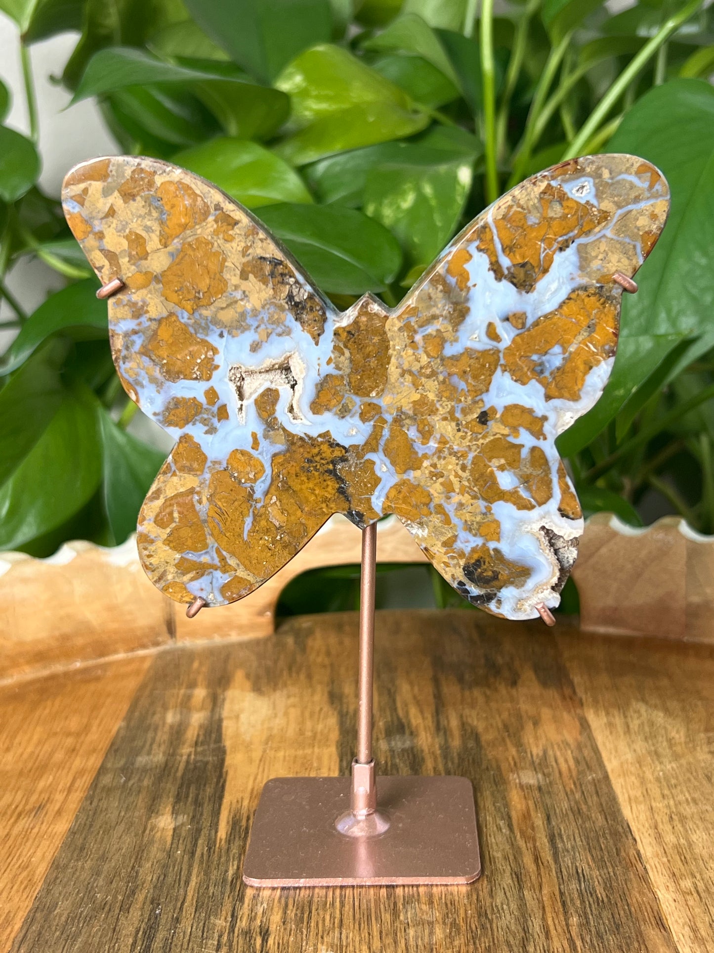 Brecciated Jasper Butterfly