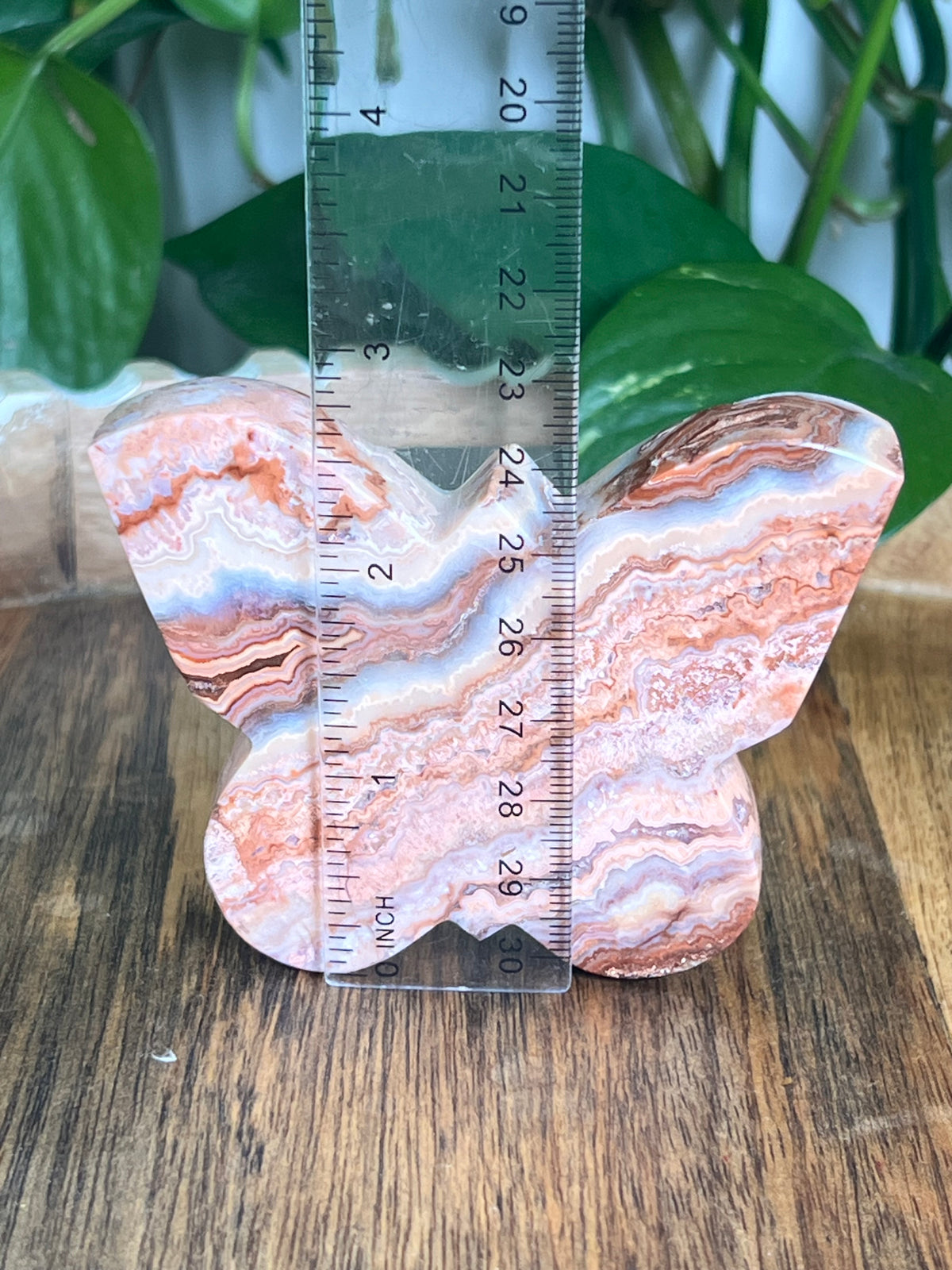 Crazy Lace Agate Butterfly: E