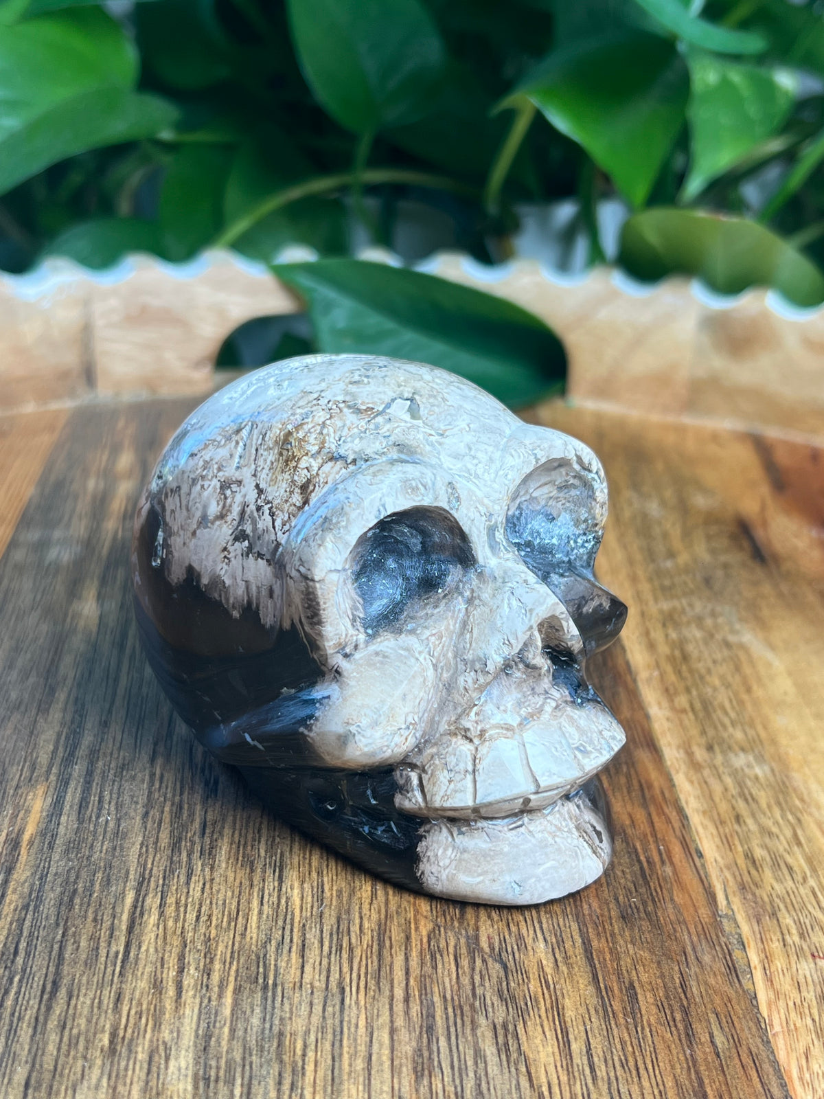 Palm Root Skull: ZL
