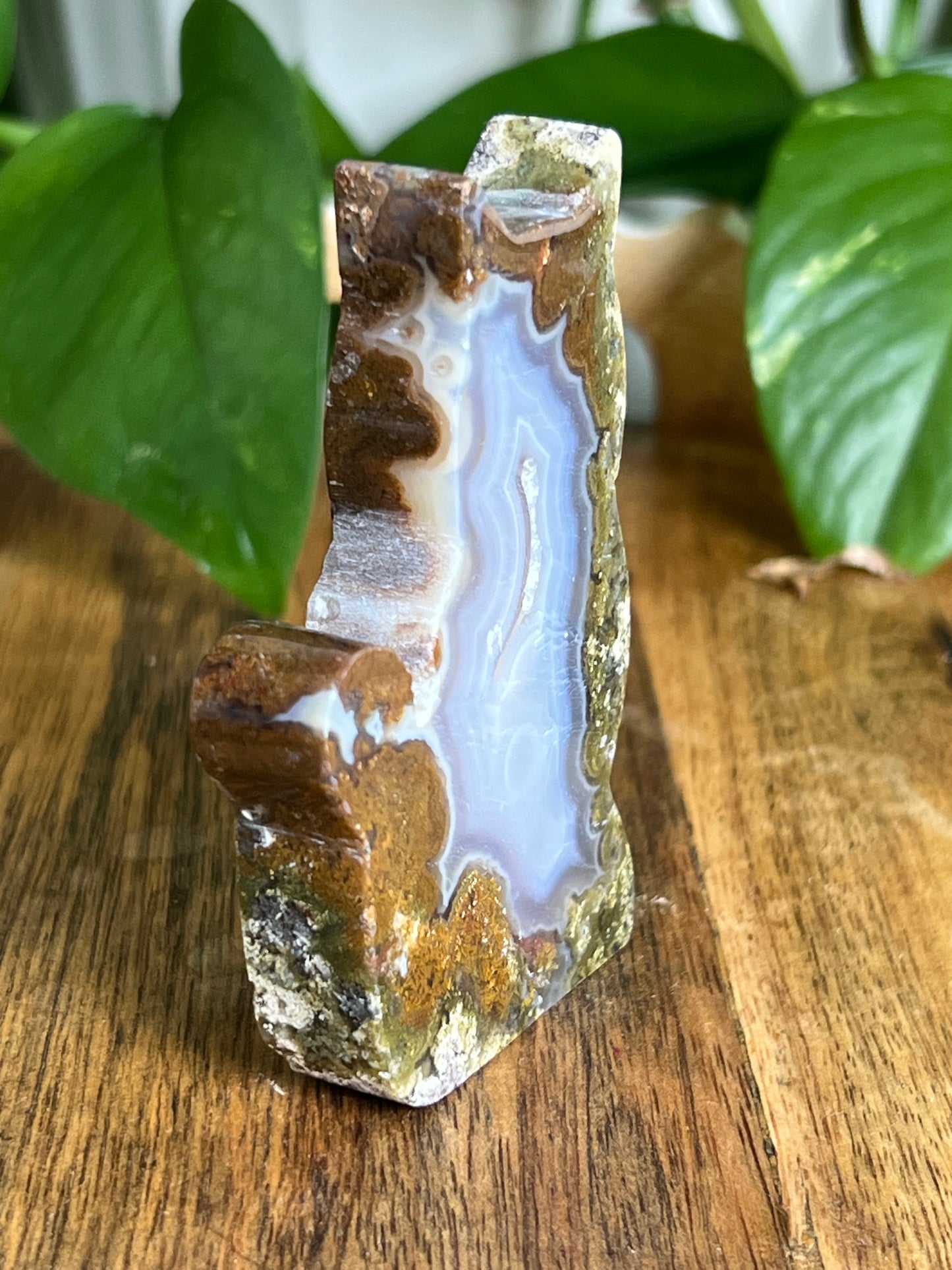 Scenic Moss Agate Cat HK