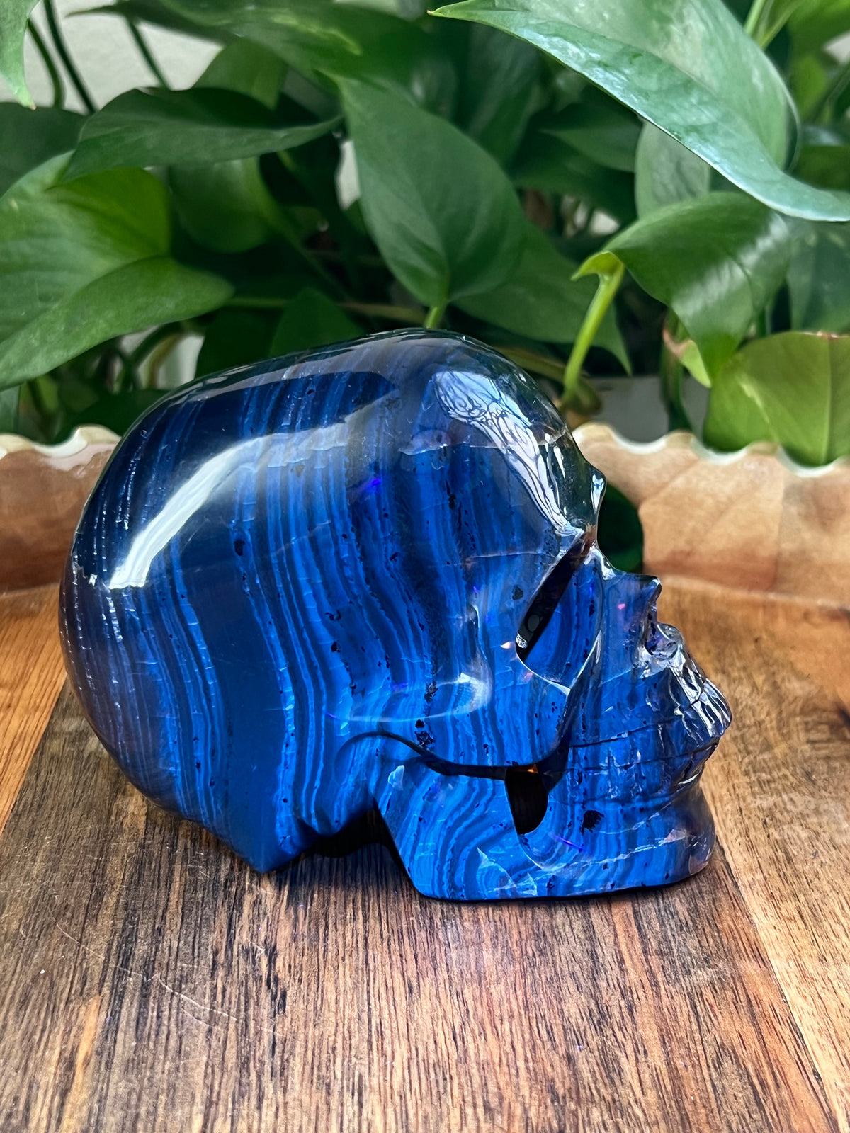 Blue Amber Skull: NX
