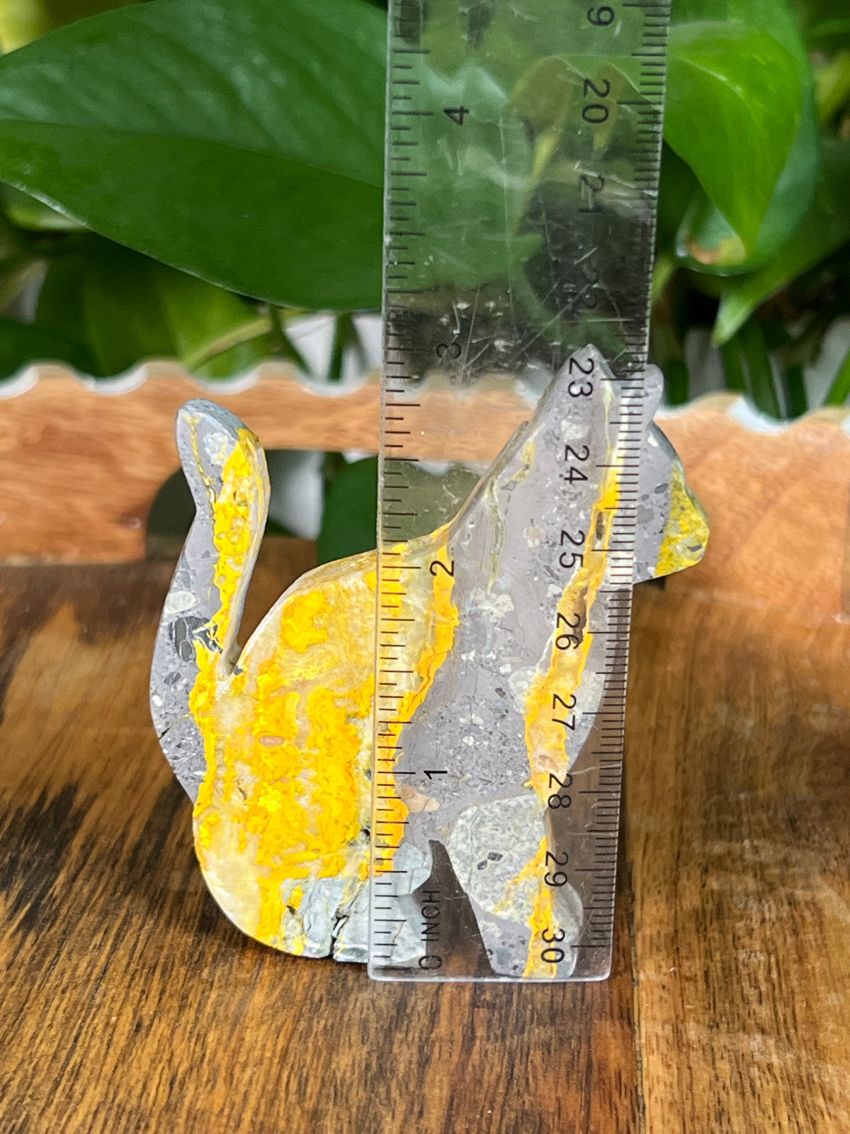 Bumblebee Jasper Cats