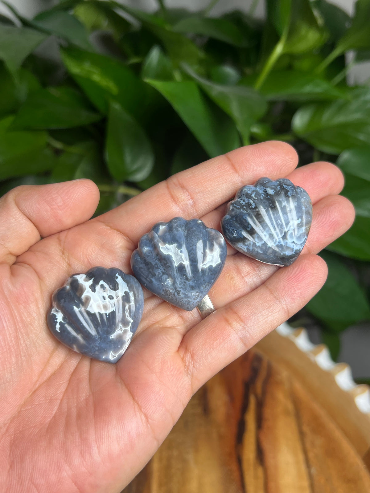 Blue Plume Agate Shells