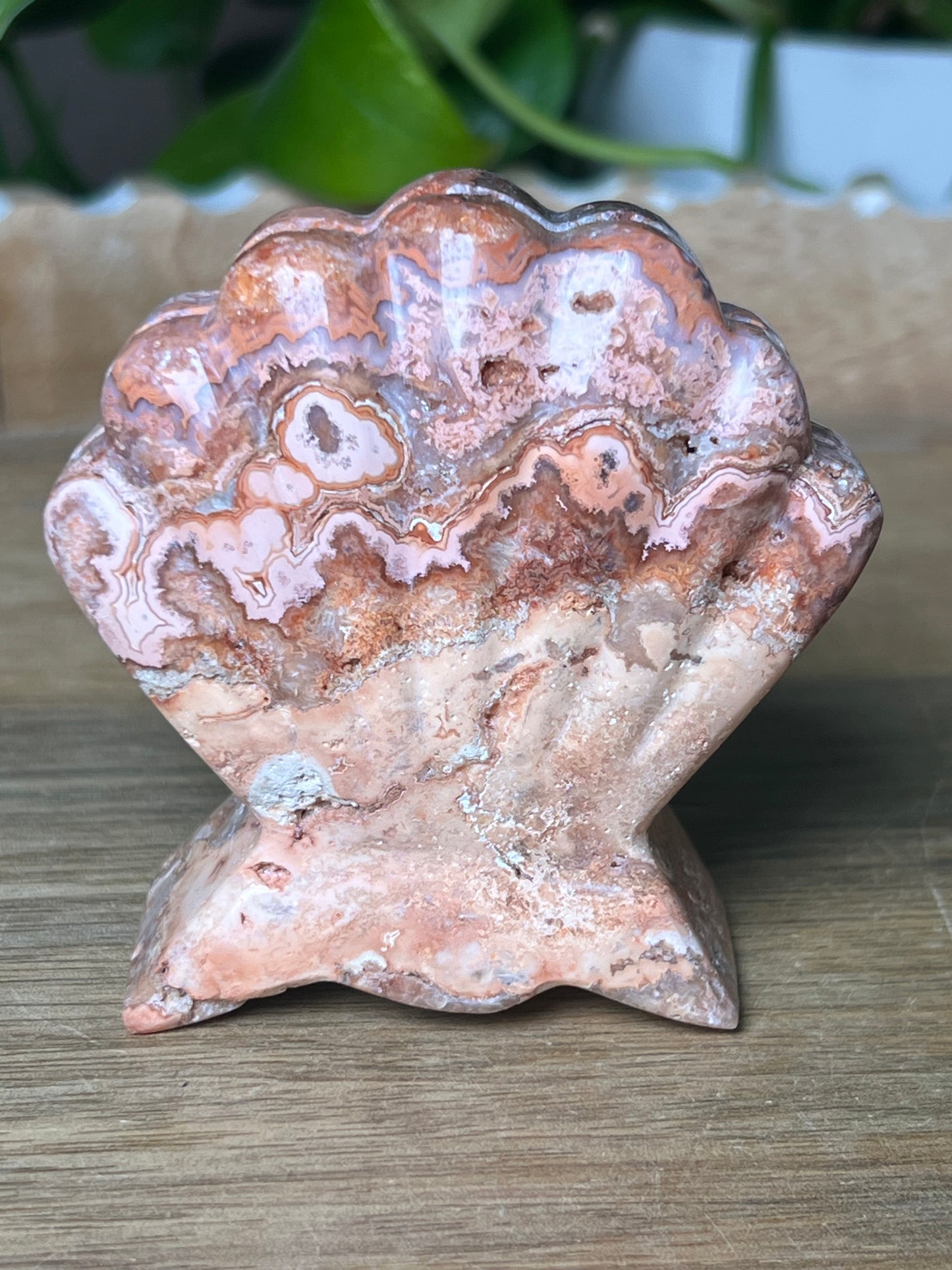 Crazy Lace Agate Shell