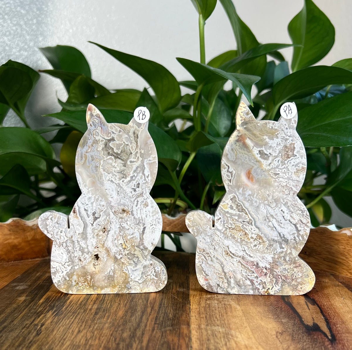 Sumatra Plume Agate Cats