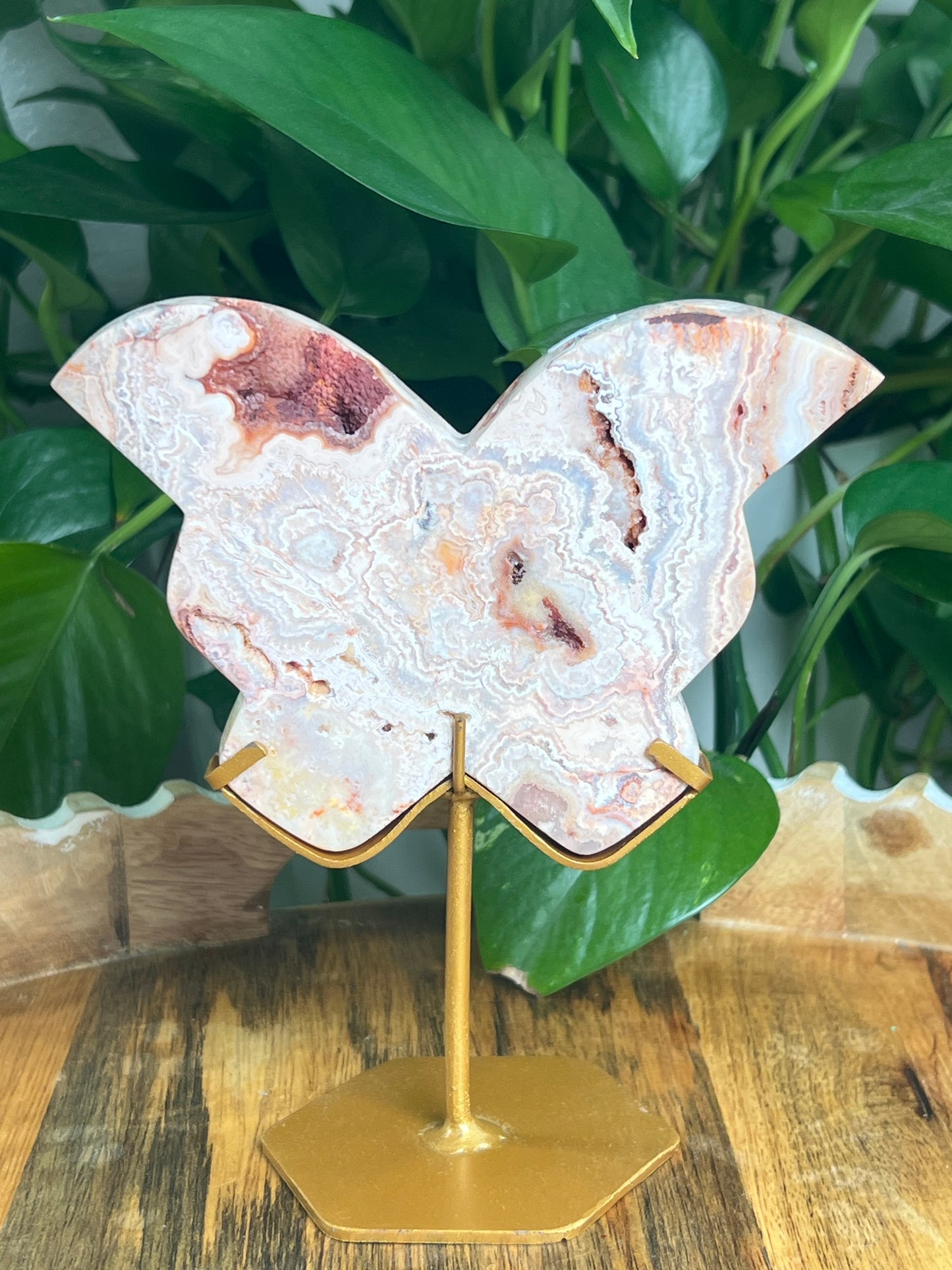 Crazy Lace Agate Butterfly: PH