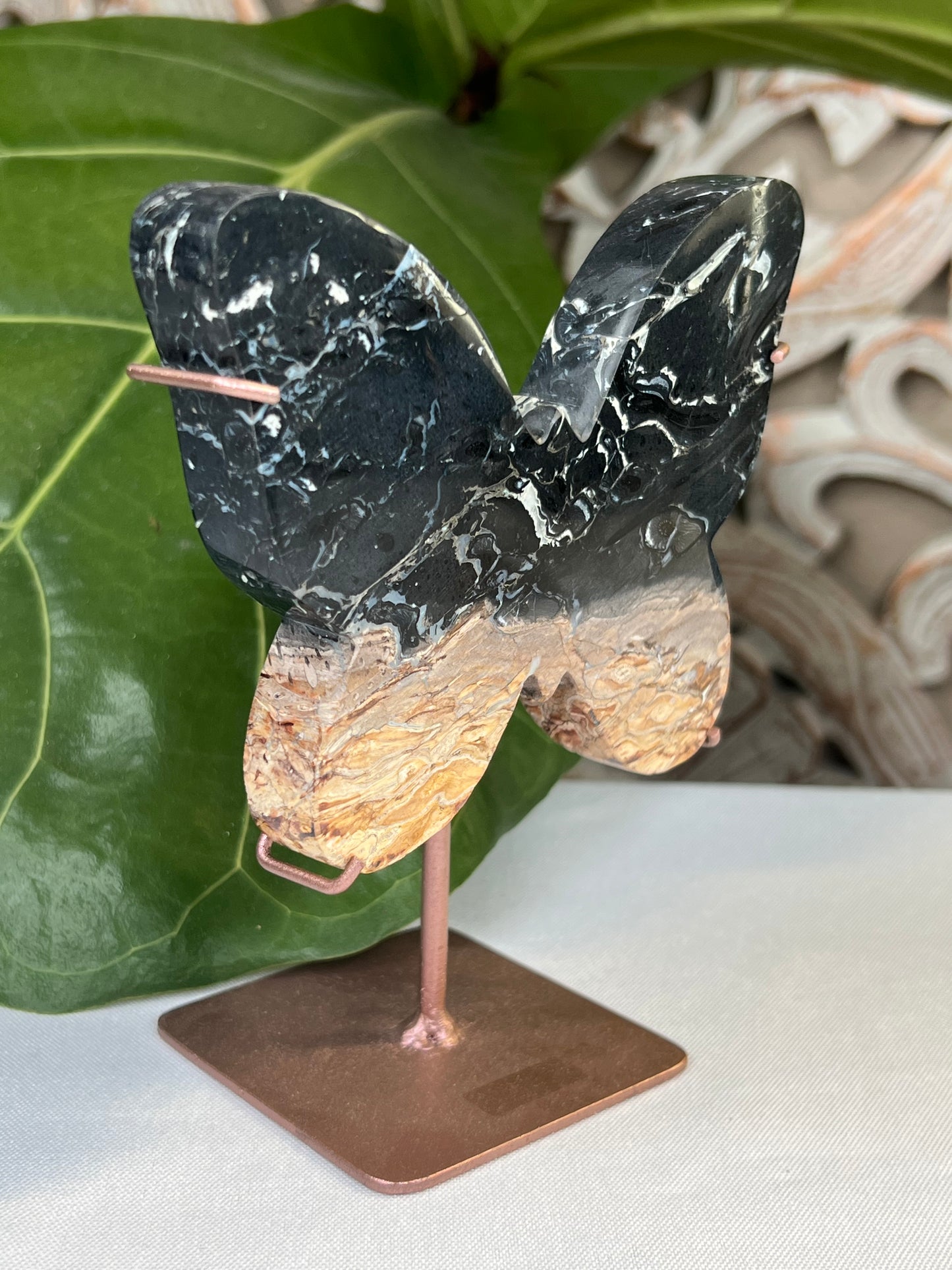 Palm Root Butterfly