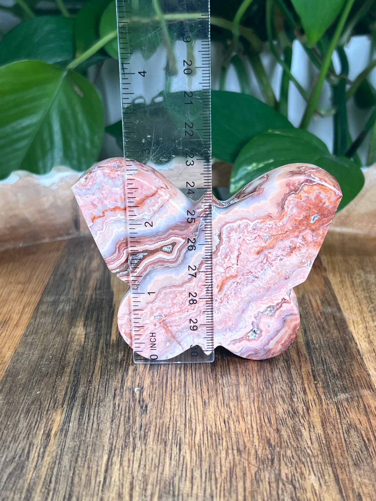 Crazy Lace Agate Butterfly: D