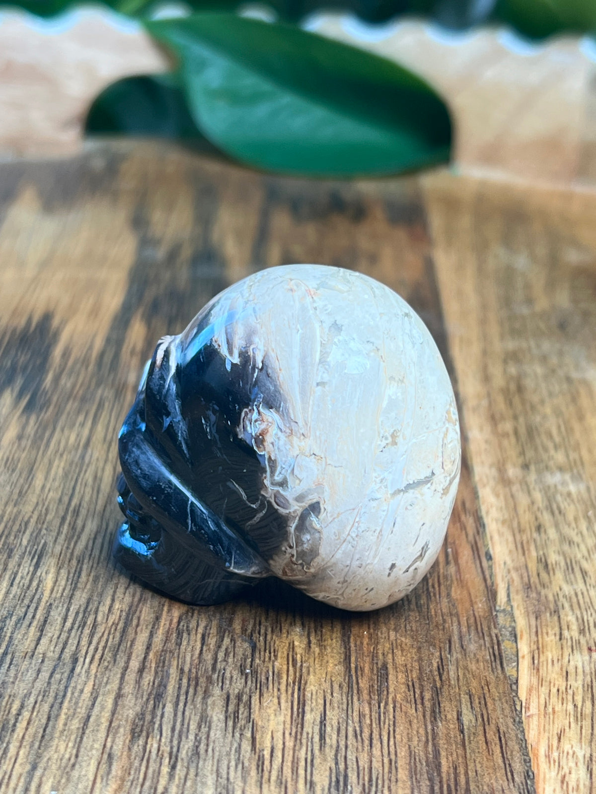 Palm Root Mini Skull: NX