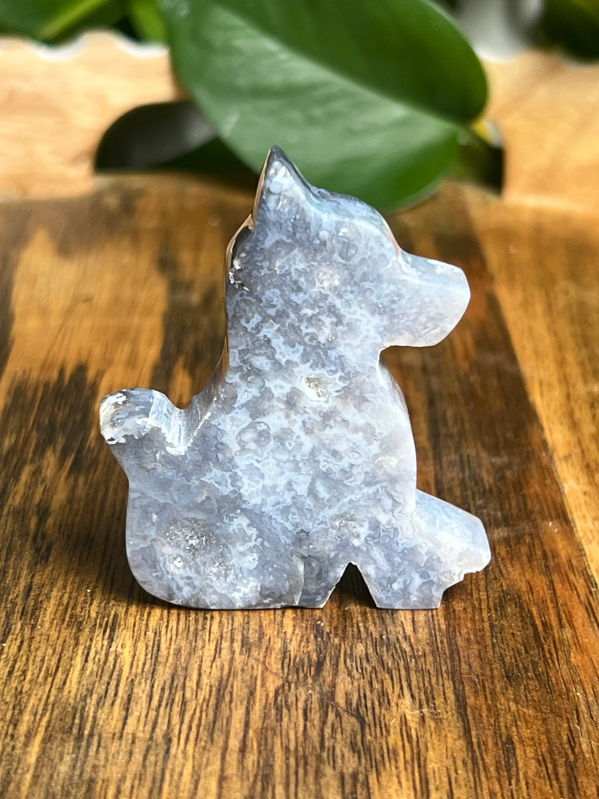 Blue Plume Agate Dog: NB