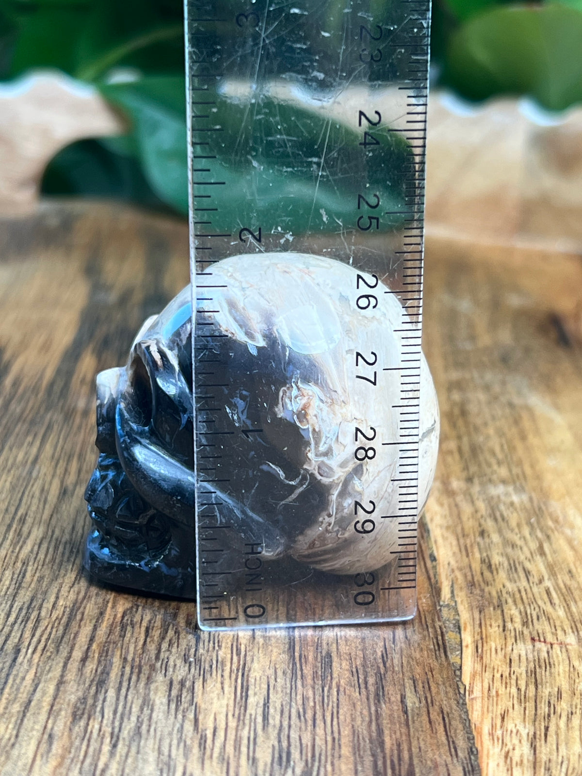 Palm Root Mini Skull: NX