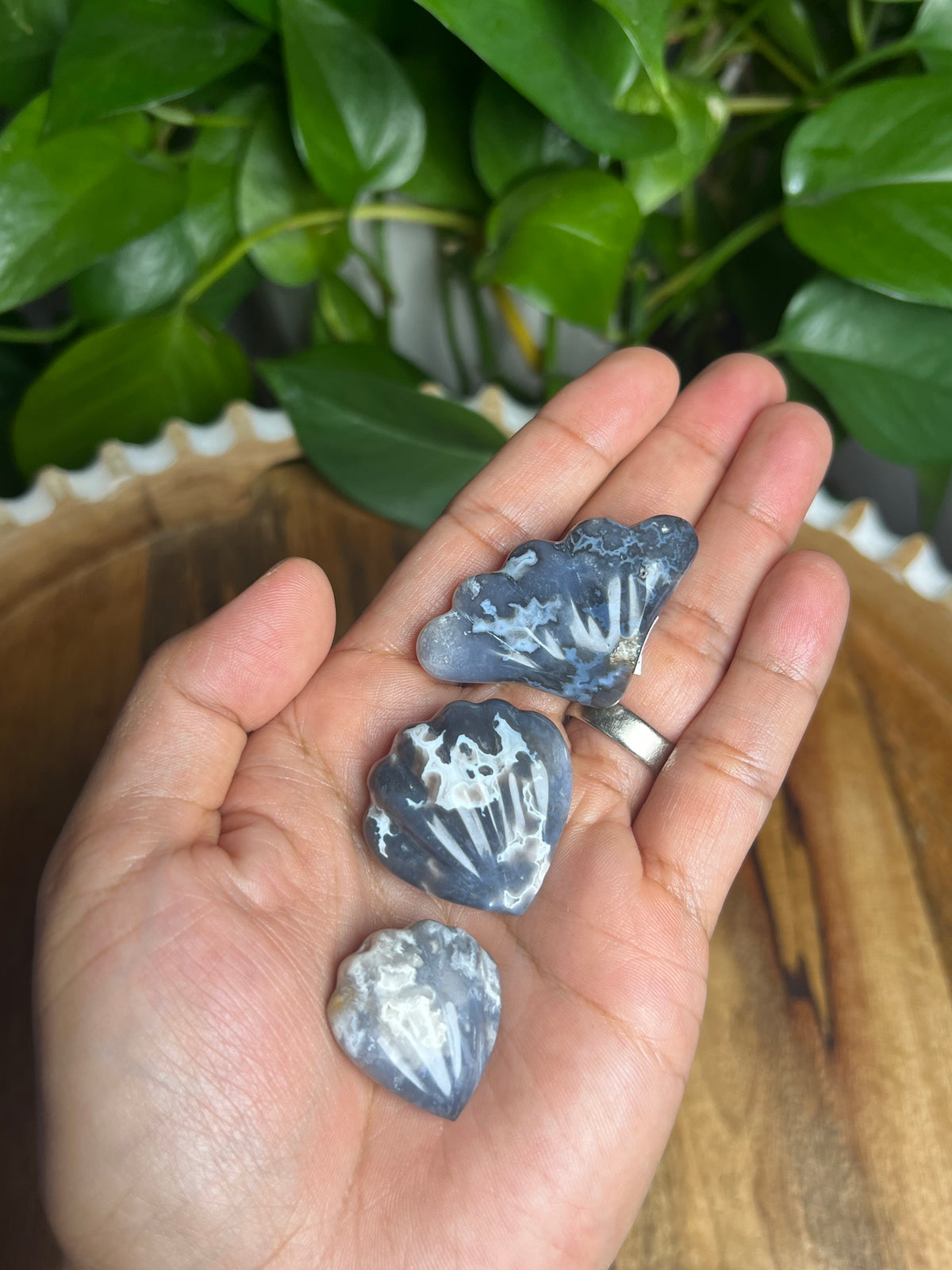 Blue Plume Agate Shells