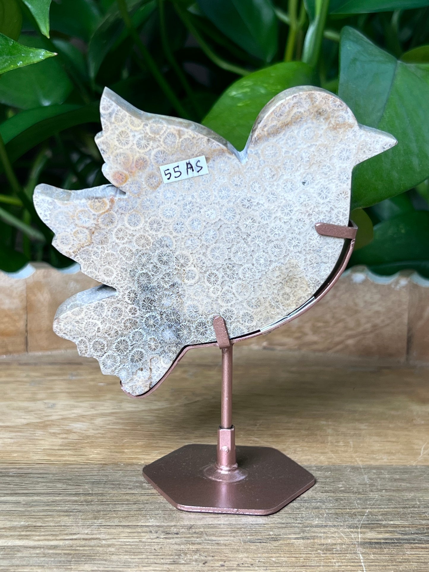 Fossil Coral Bird