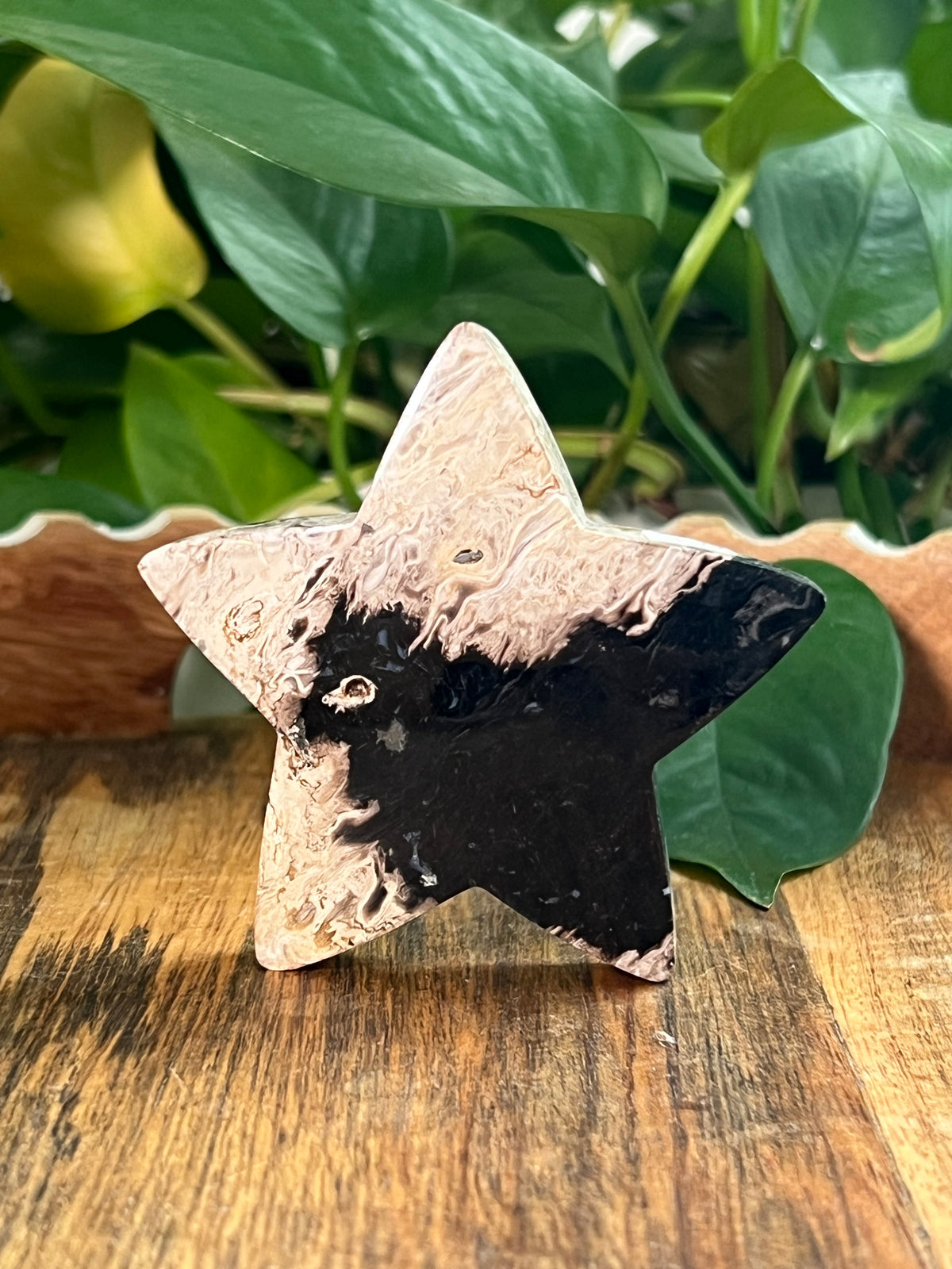 Palm Root Small Self Standing Stars