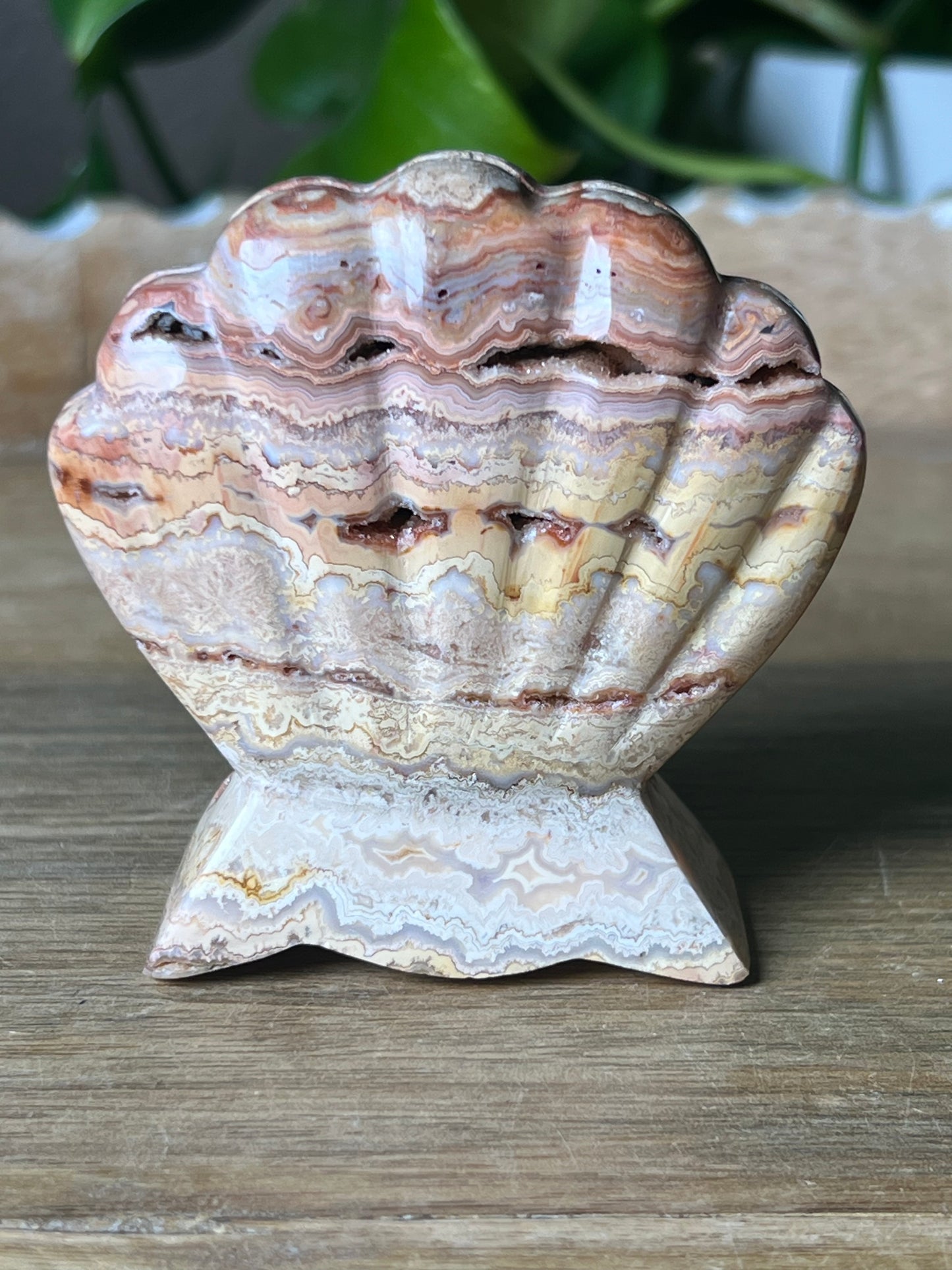 Crazy Lace Agate Shell