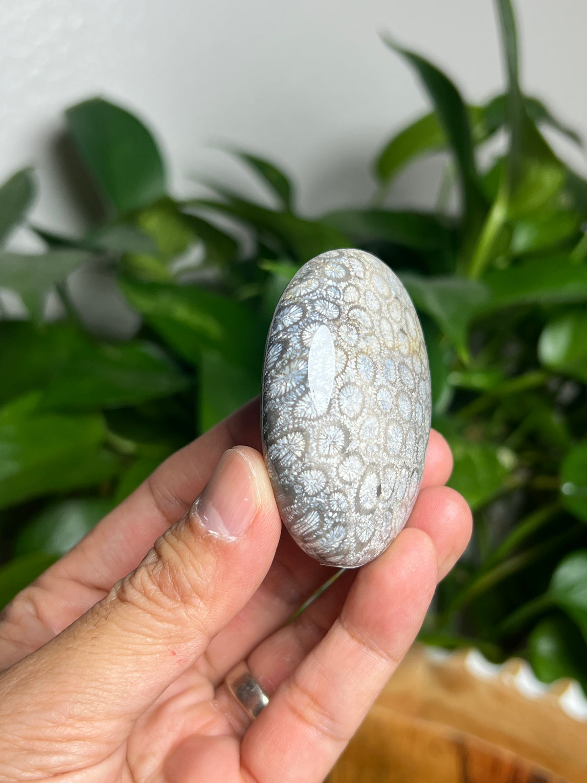 Fossil Coral Palmstone: AG