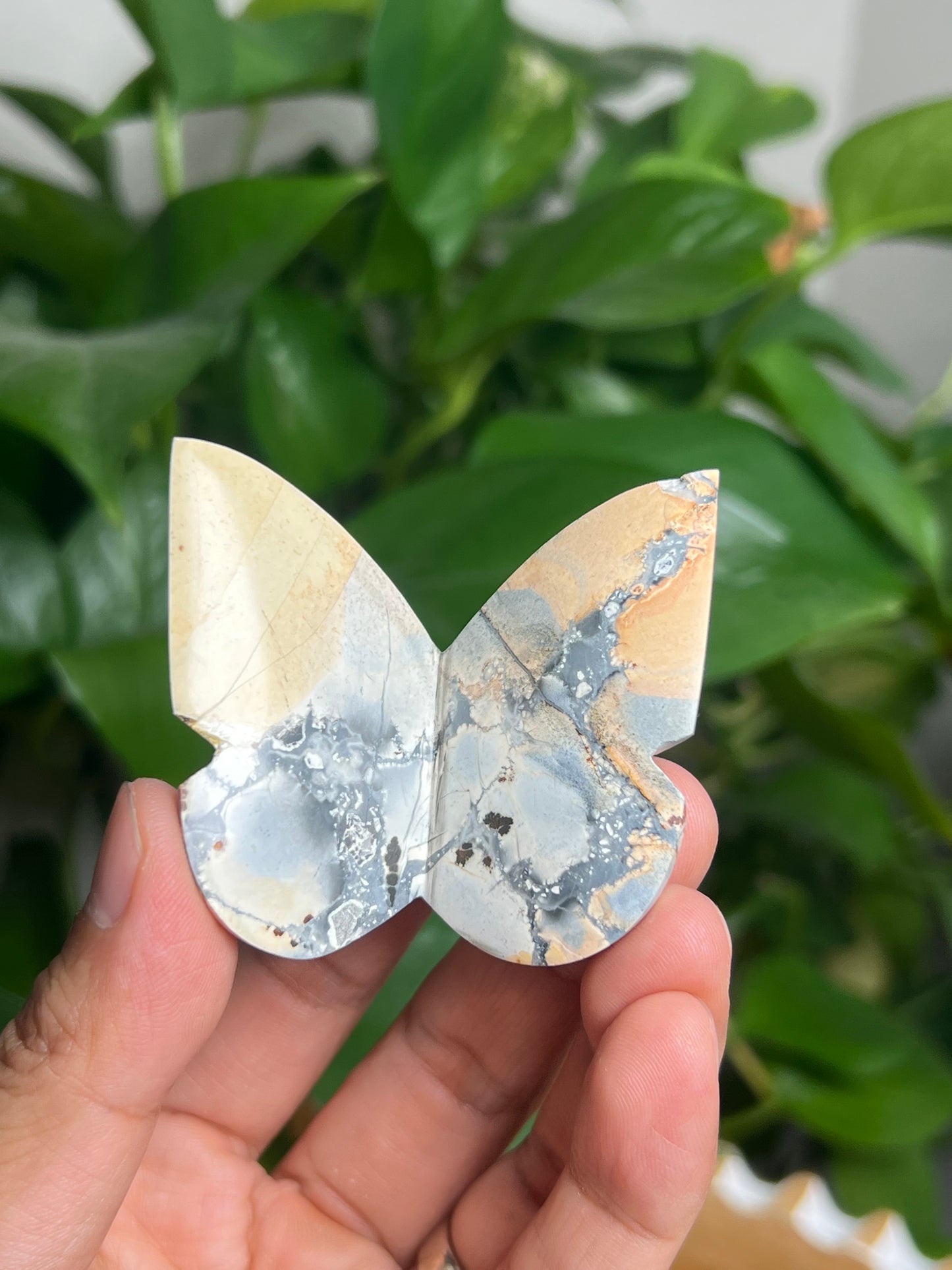 Maligano 3D Butterfly: AC